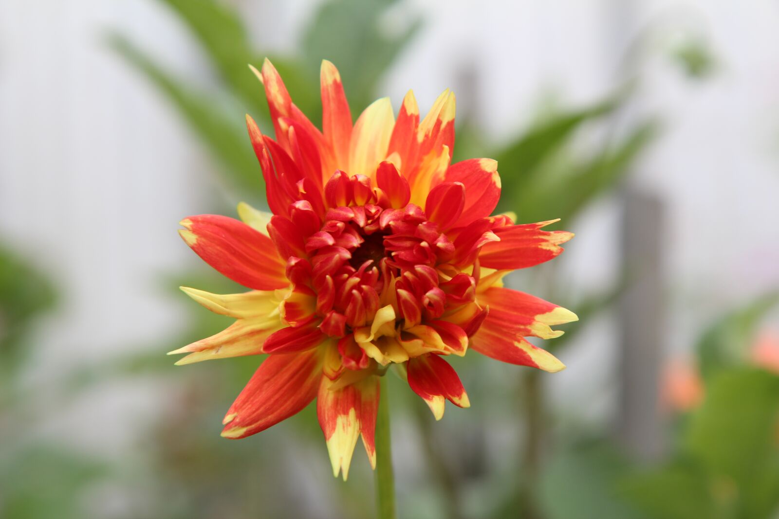 Canon EOS 600D (Rebel EOS T3i / EOS Kiss X5) sample photo. Dahlia, flowering dahlia, dahlia-orange photography