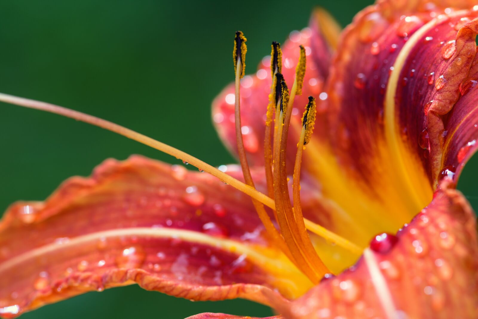 Nikon D7200 sample photo. Lily, blossom, bloom photography