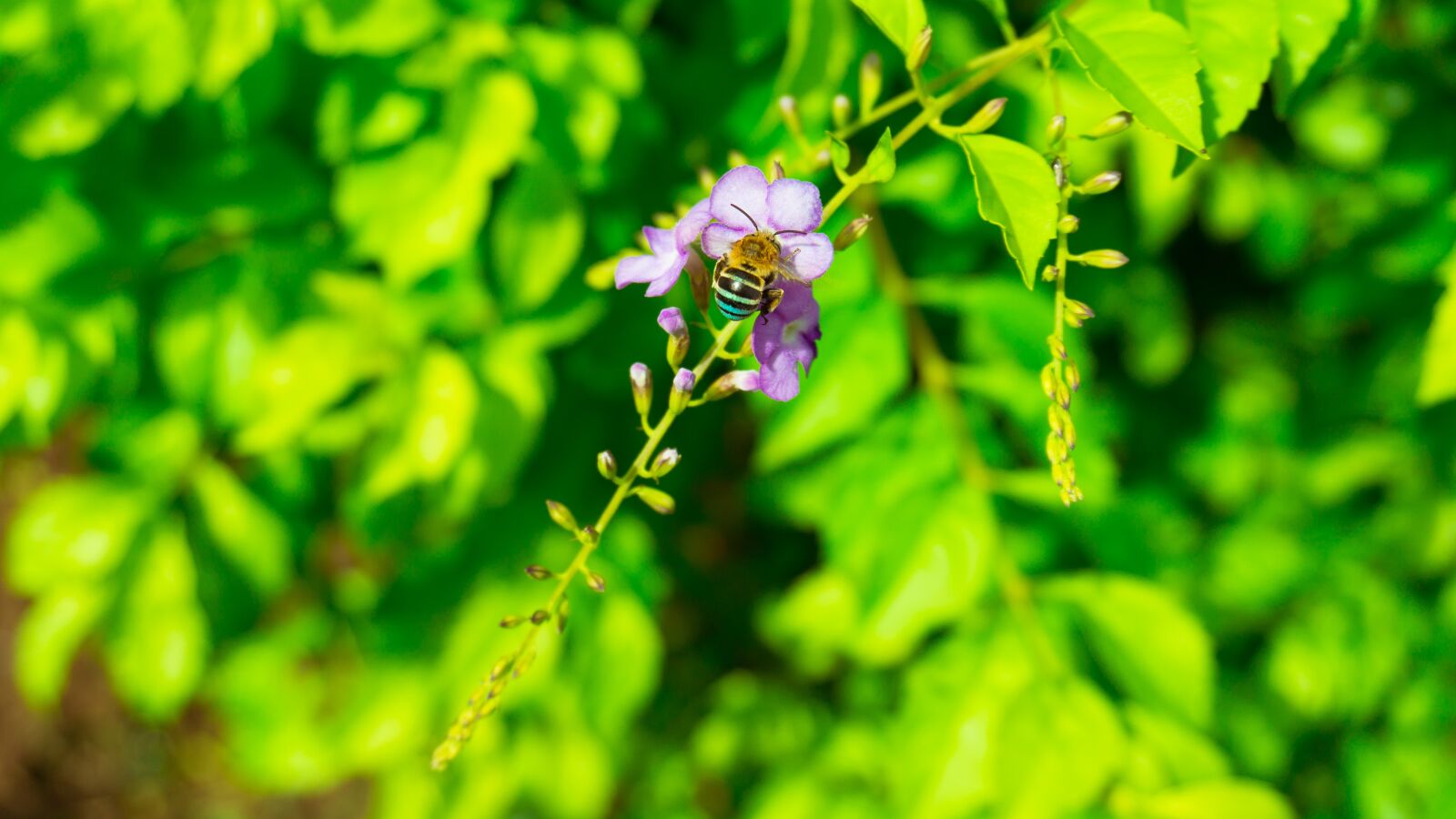 Sony E 16-50mm F3.5-5.6 PZ OSS sample photo. Insect, flower, nature photography