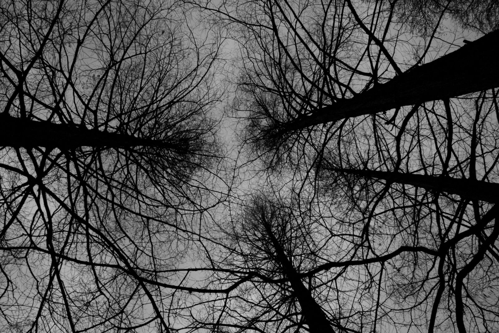 Canon EOS 400D (EOS Digital Rebel XTi / EOS Kiss Digital X) sample photo. Branches, tree, spring photography