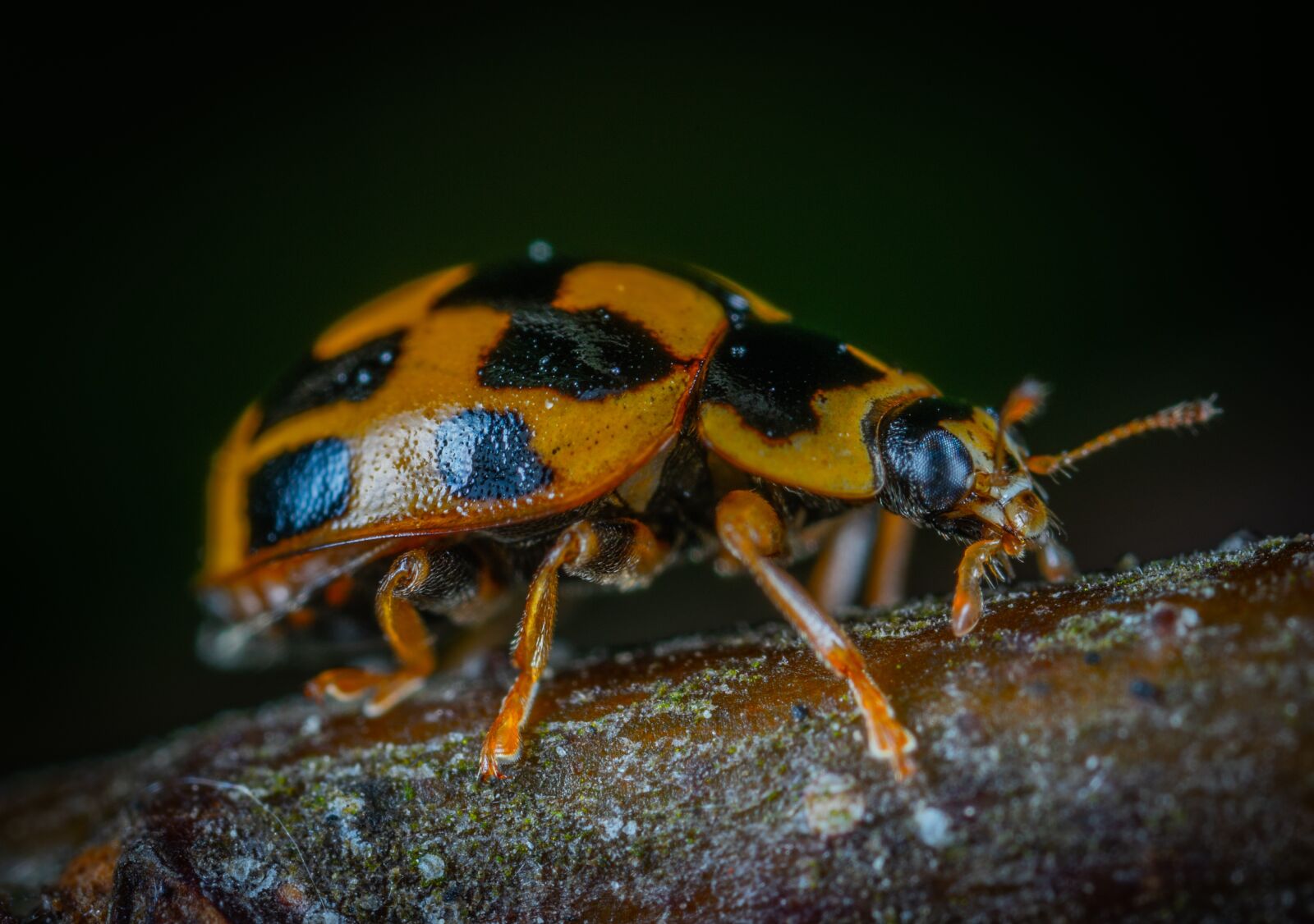 Sony a7R II sample photo. Macro, insect, bespozvonochnoe photography