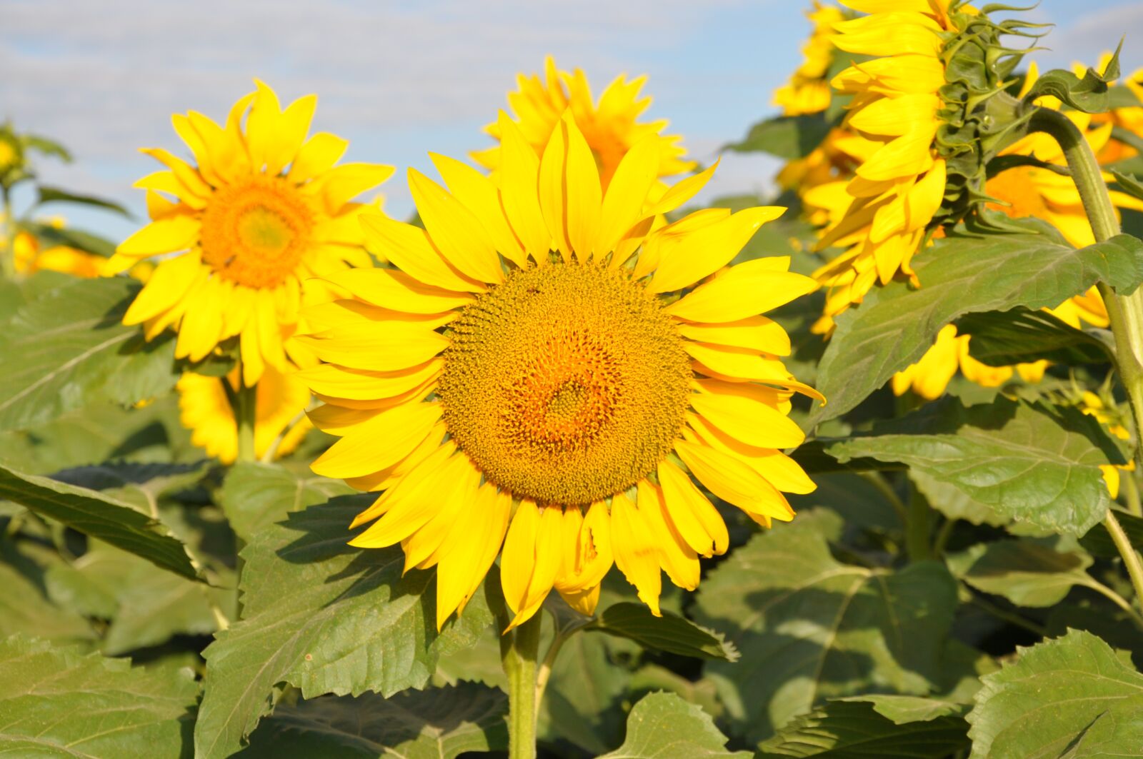 Nikon D90 sample photo. Sunflowers, s o paulo photography