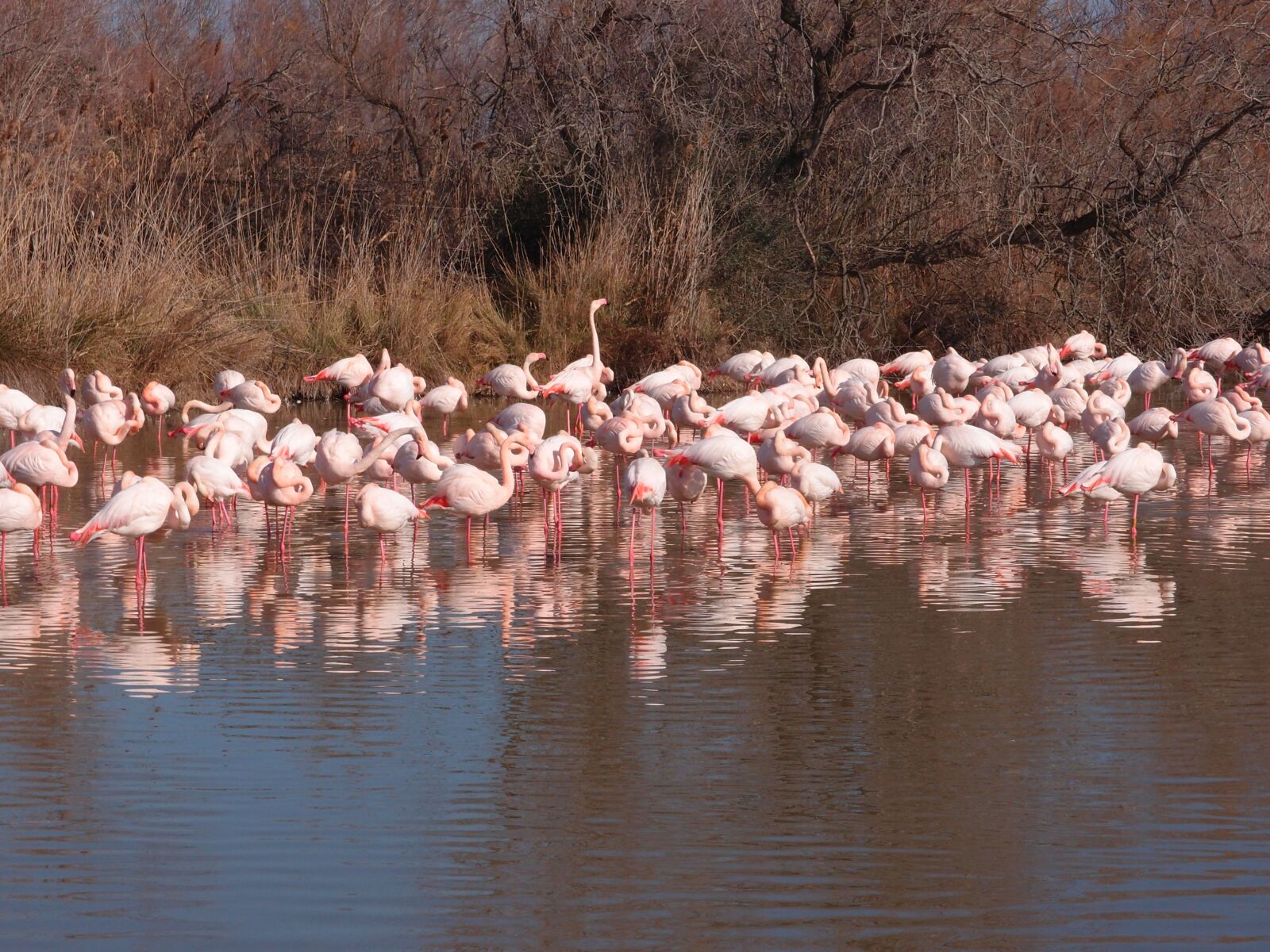 Olympus XZ-1 sample photo. Camargue, flamingo, provence photography