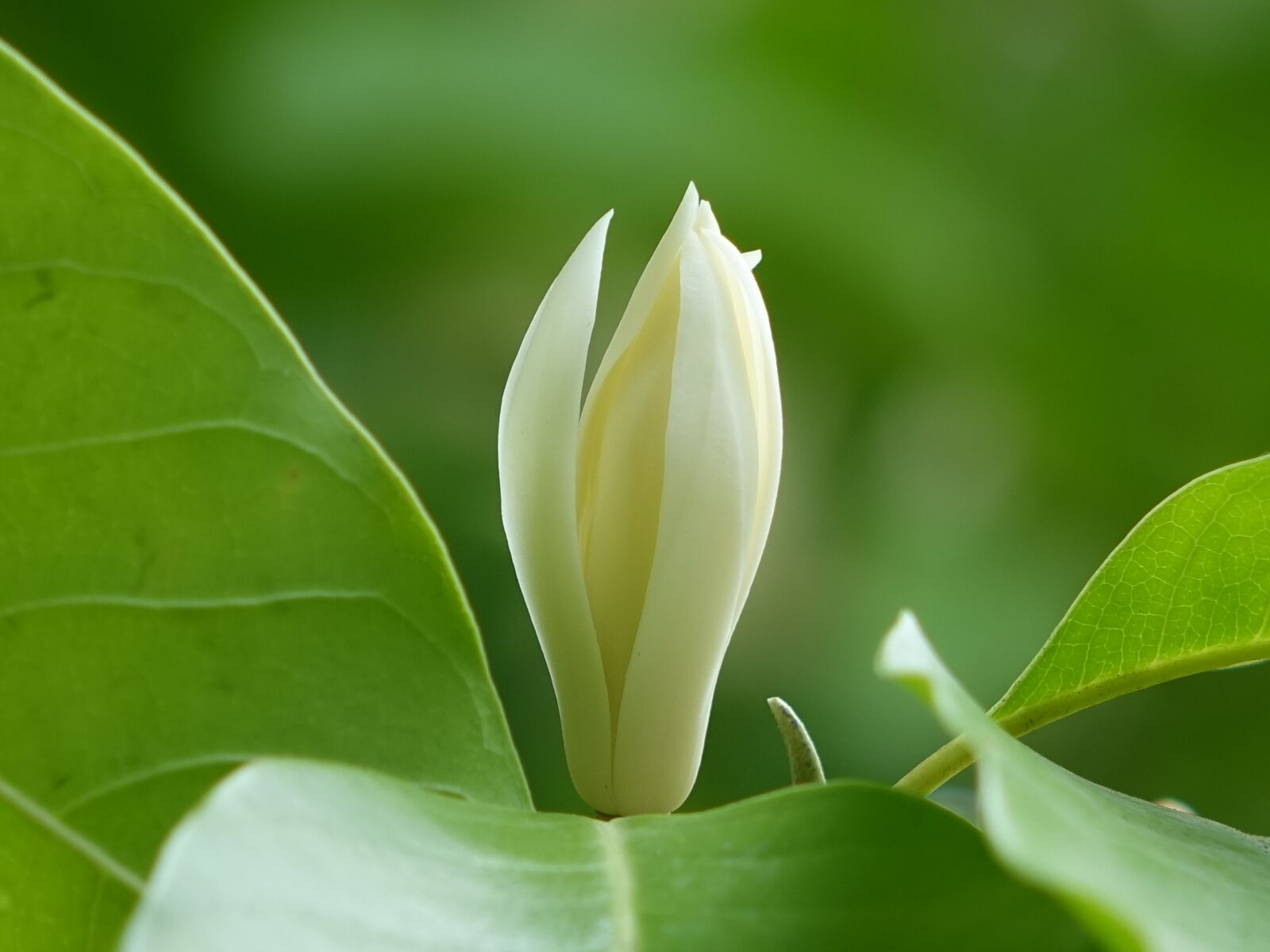 Sony Cyber-shot DSC-RX10 sample photo. Other jade flower, wooden photography