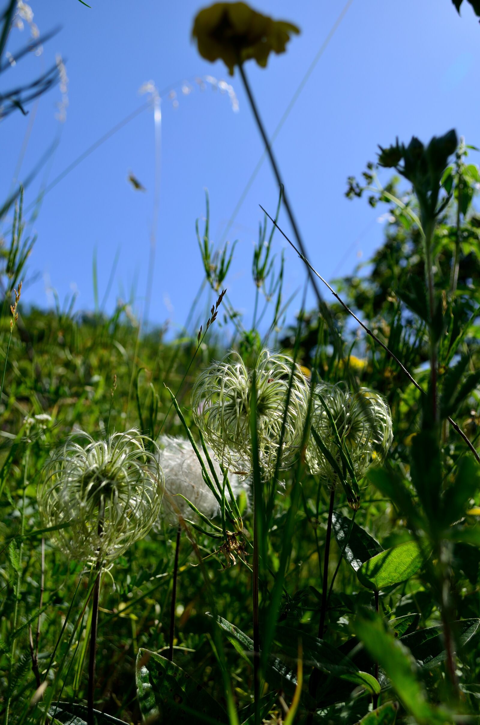 Nikon D5100 sample photo. Flowers, white, summer photography