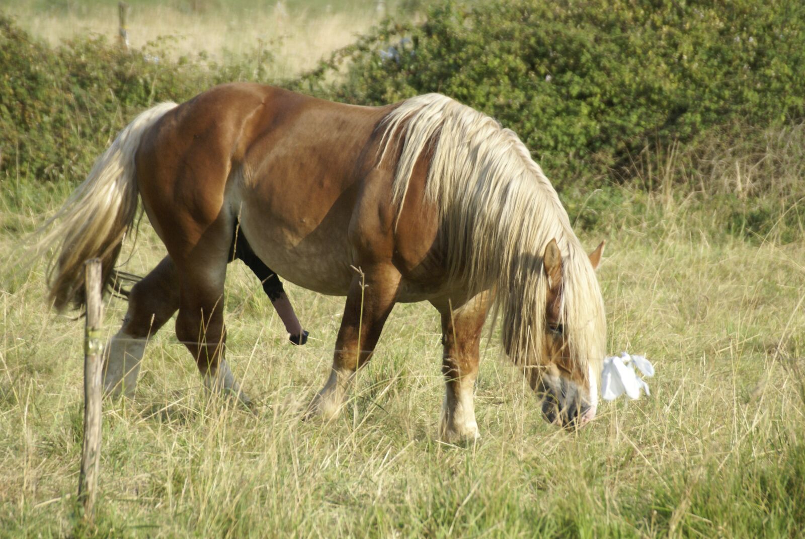 Sony Alpha DSLR-A100 sample photo. Colt, horse, field photography