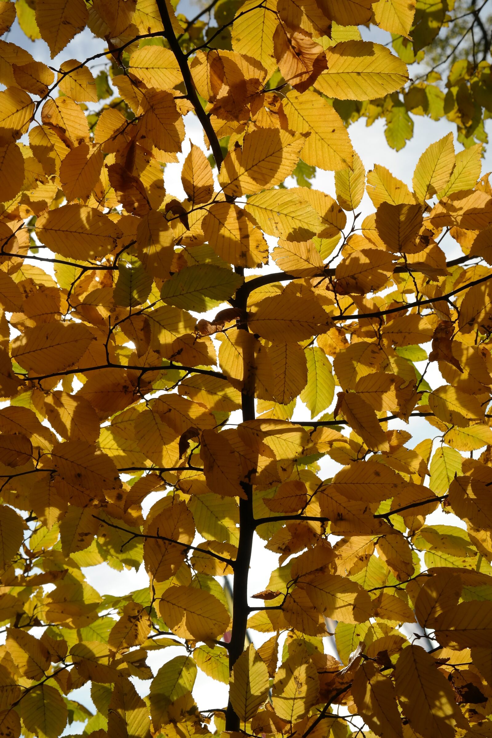 Samsung NX300 sample photo. Hornbeam, tree, autumn photography
