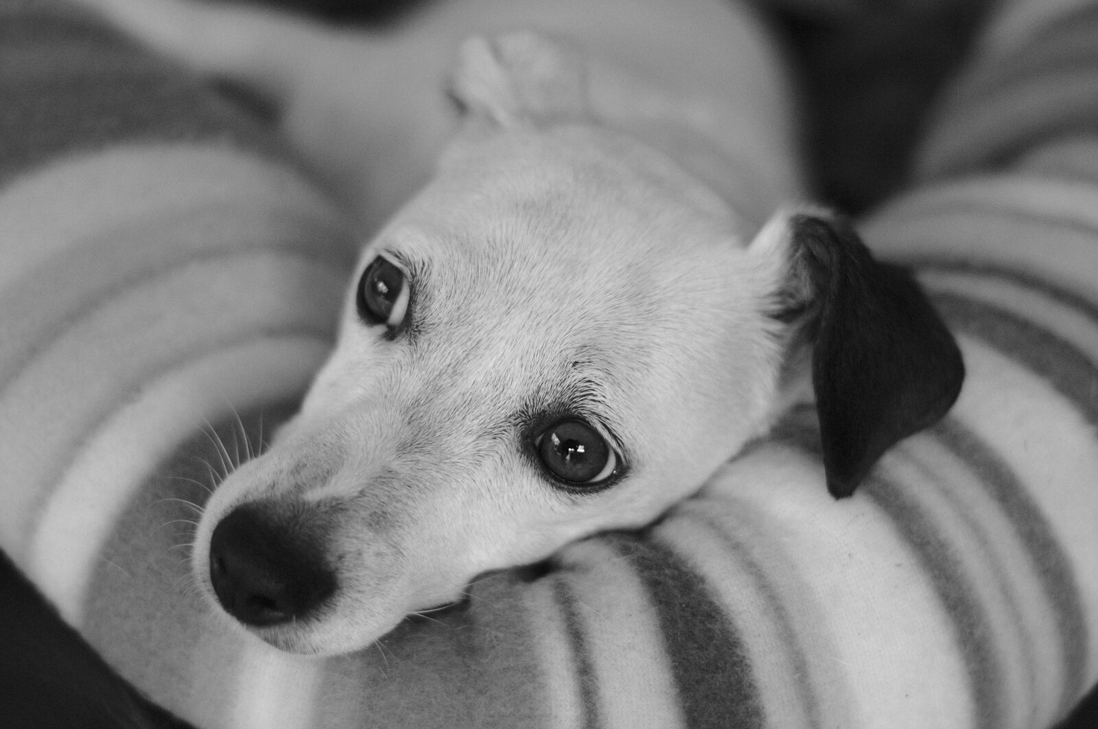 Nikon D3100 sample photo. Dog, portrait, pet photography