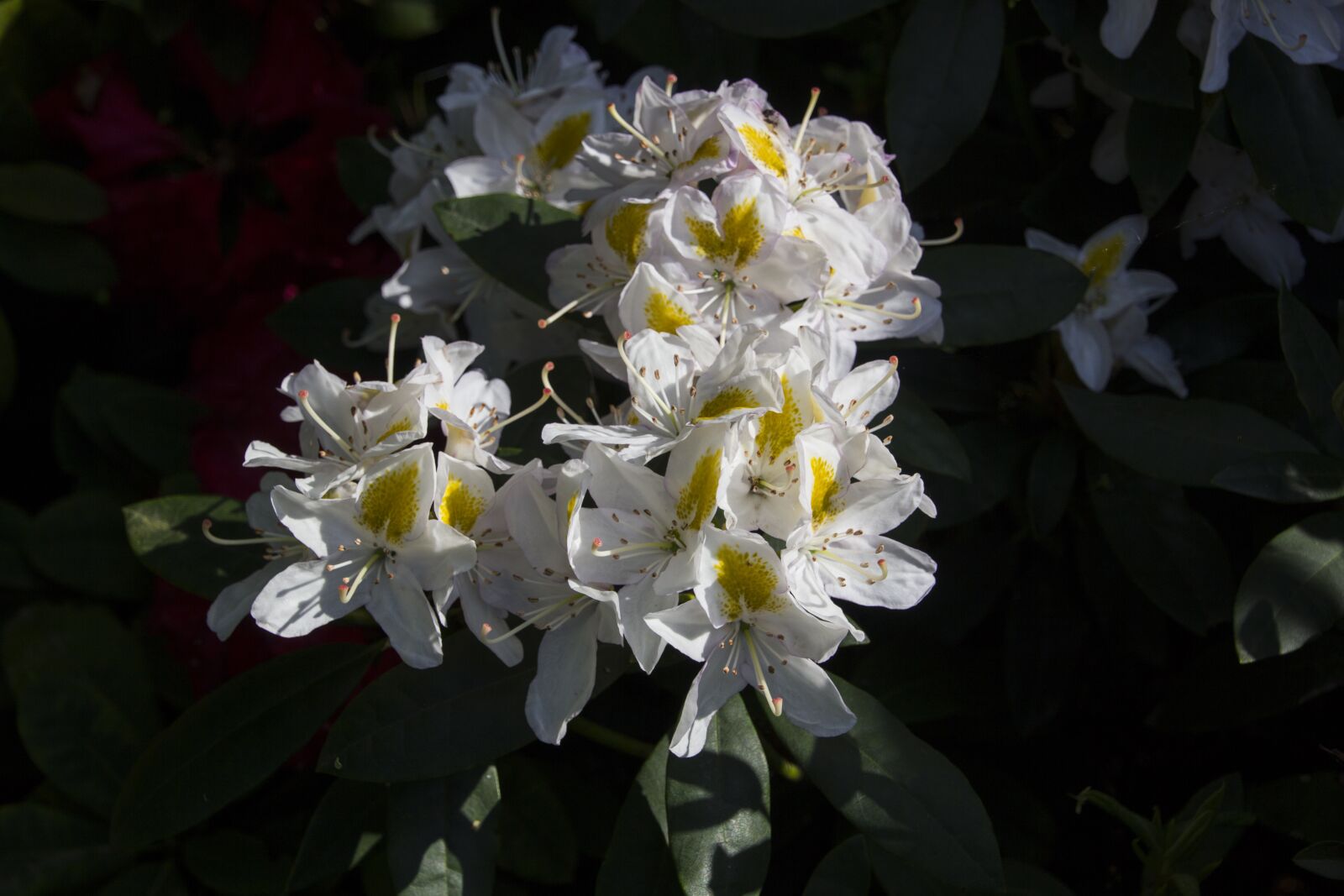 Canon EOS 60D sample photo. Flower, garden, blossom photography