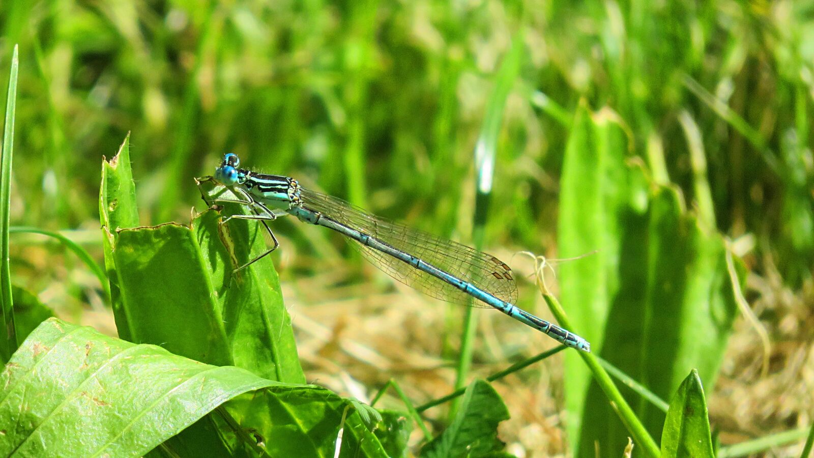 Canon PowerShot SX710 HS sample photo. Dragonfly, meadow, animal photography