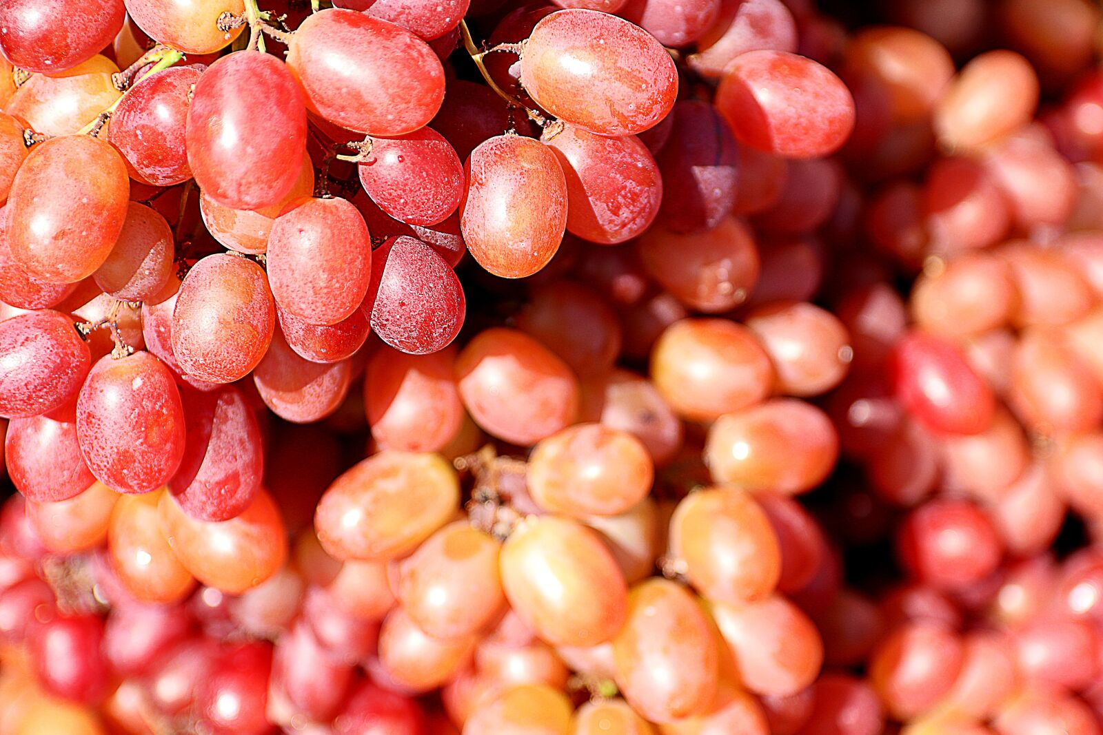 Canon EOS 80D sample photo. Grapes, fruits, red photography