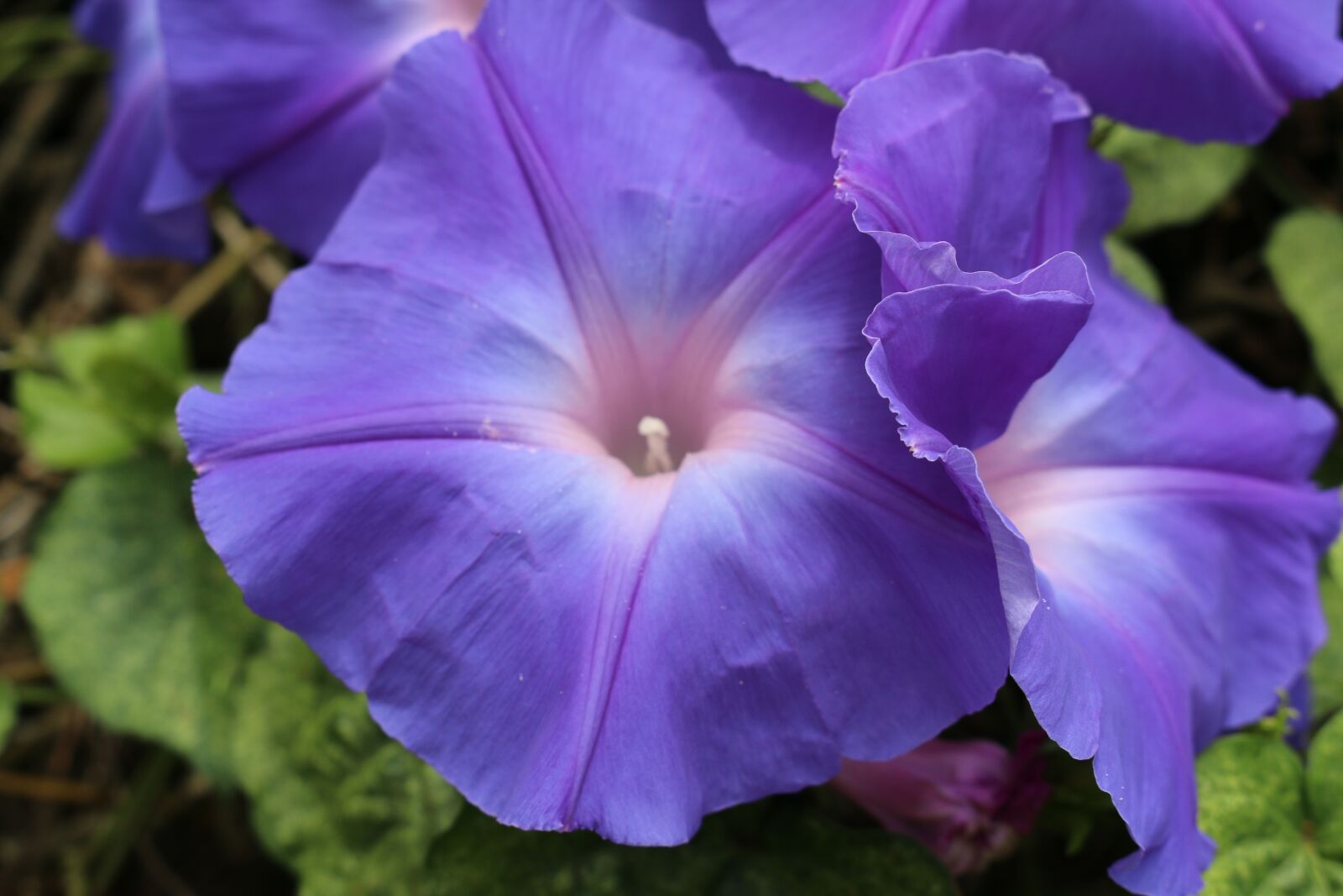 Canon EOS 70D sample photo. Purple, flora, flower photography