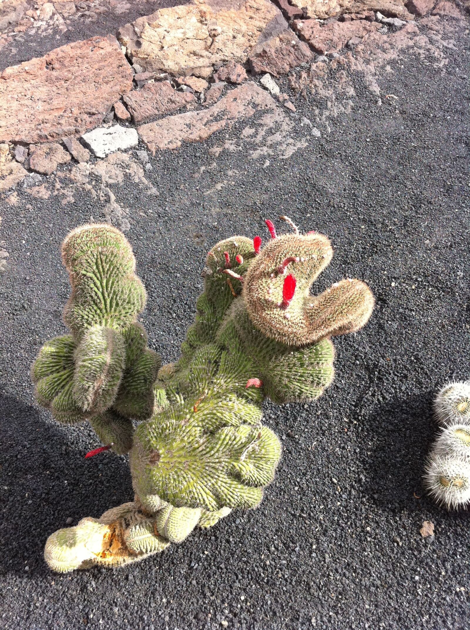 Apple iPhone sample photo. Cactus, fuerteventura, manrique cactus photography