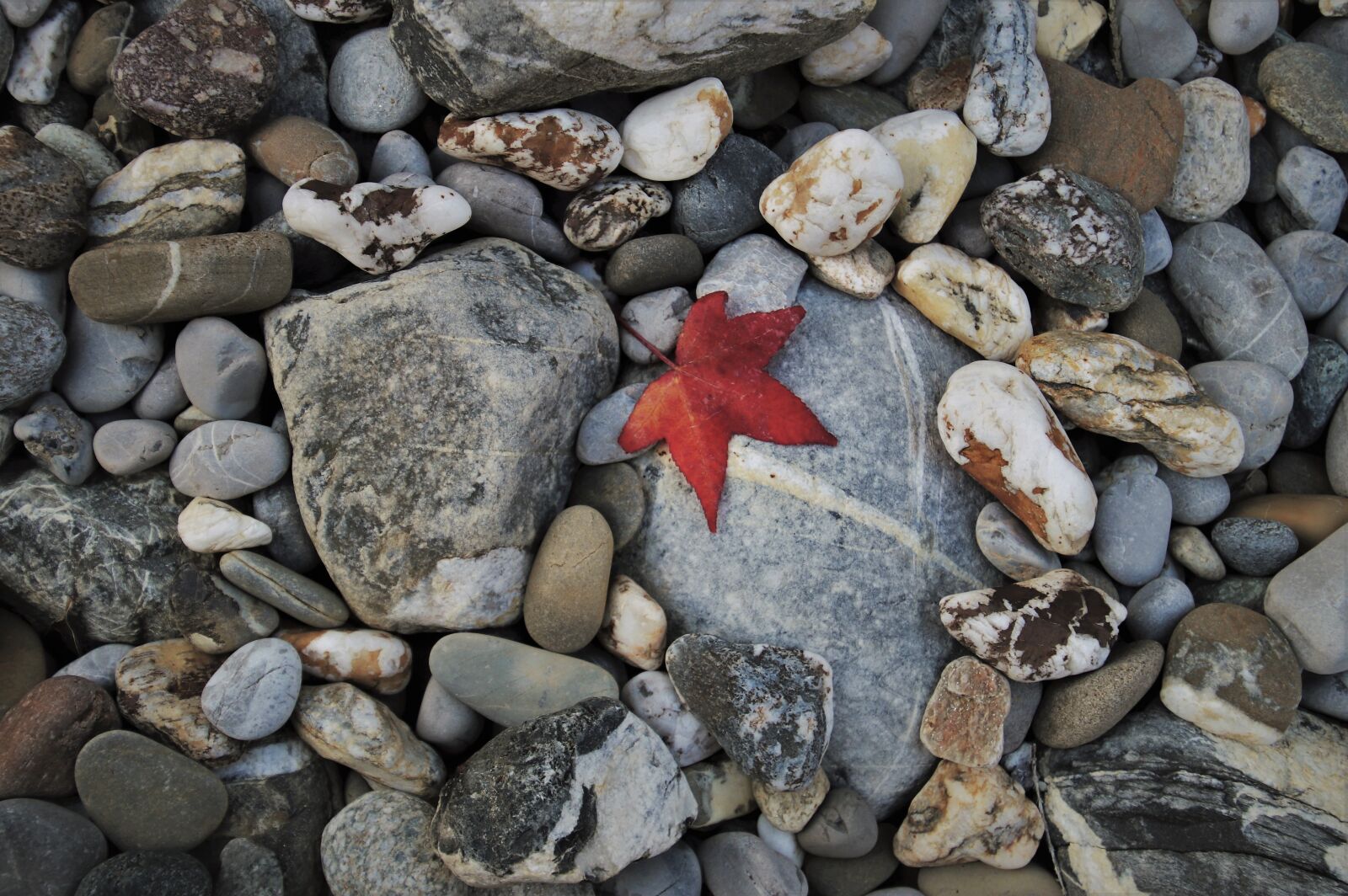 Canon EOS 80D sample photo. Gray, the stones, autumn photography