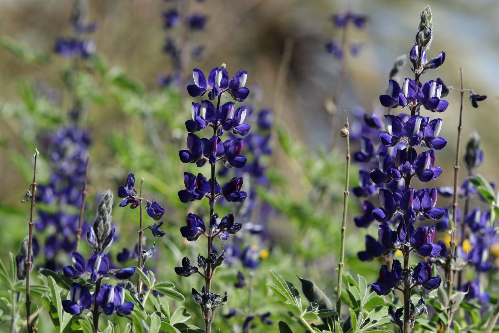 Canon EOS 7D Mark II sample photo. Flowers, lupines, blue photography