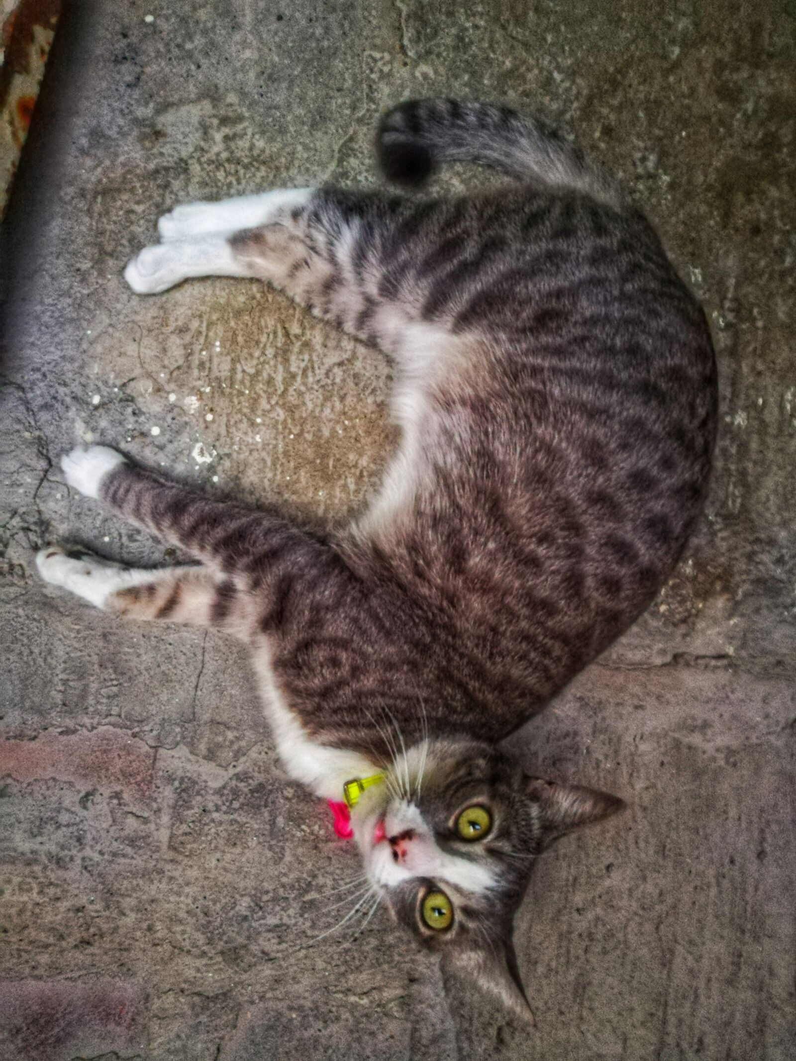 HUAWEI P20 lite sample photo. Cat, pet, sleep photography