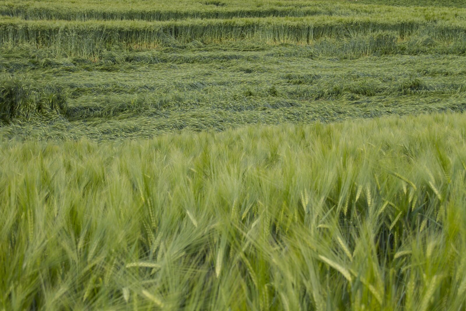 Canon EOS 7D sample photo. Cornfield, cereals, storm damage photography