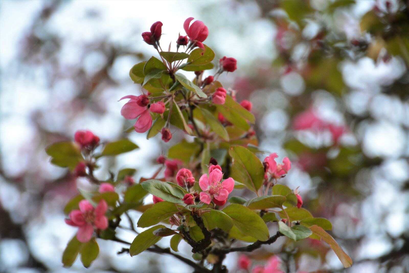 Nikon D5200 sample photo. Tree, branch, flower photography
