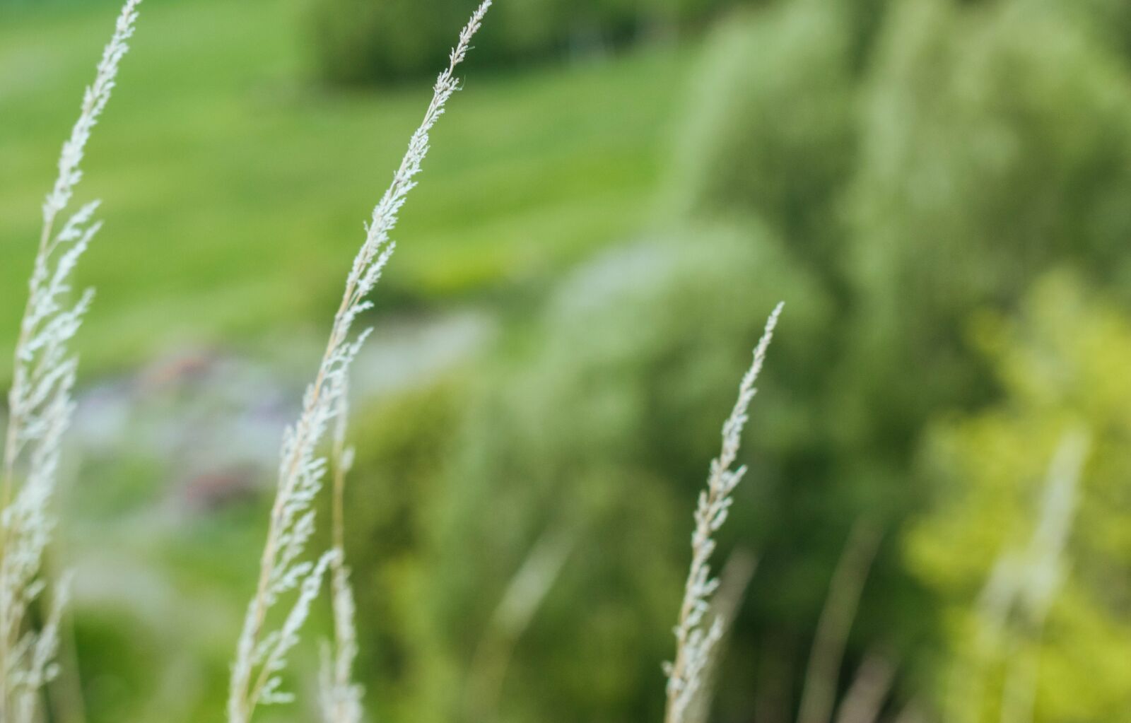 Nikon D5300 sample photo. Flowers, green, nature photography