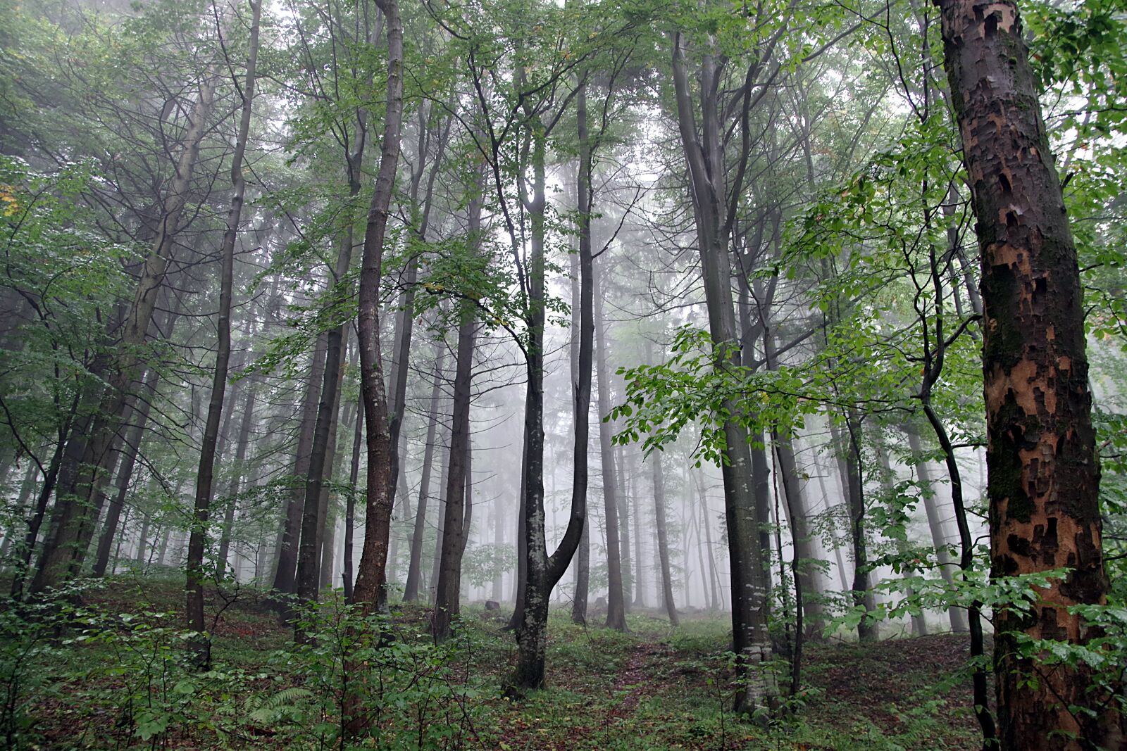 Pentax K-S2 sample photo. Forest, the fog, tree photography