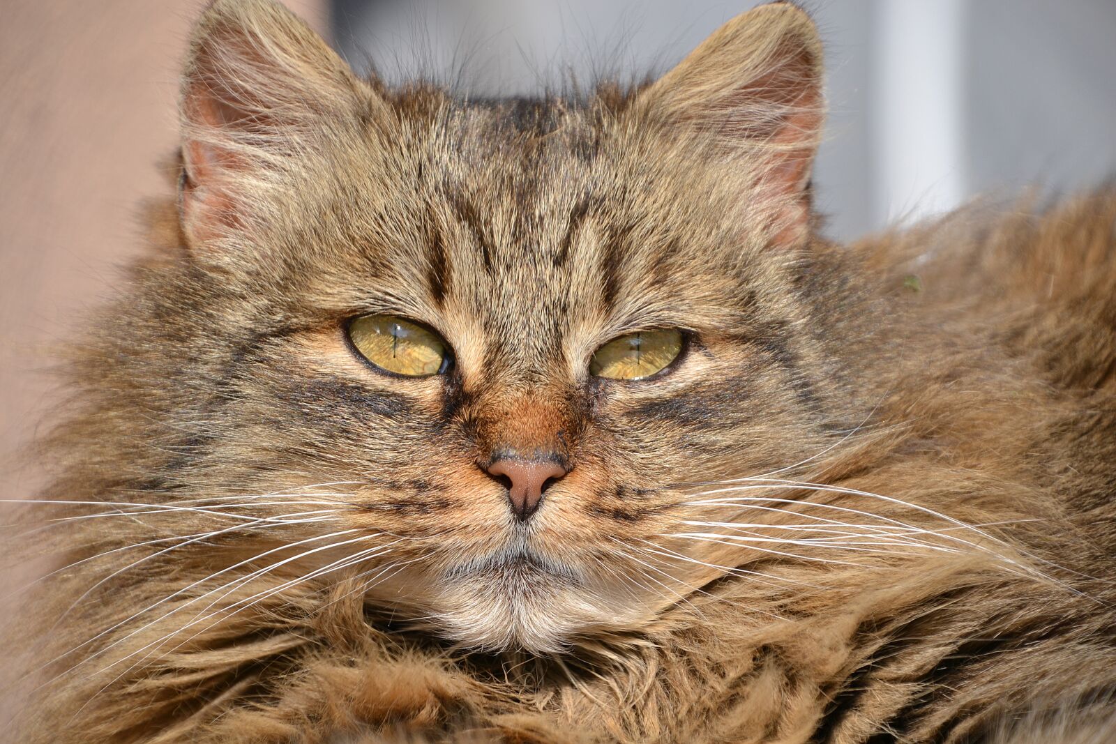 Nikon D3100 sample photo. Cat, mackerel, grey photography