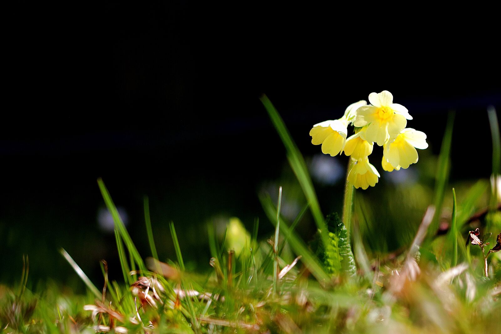 Canon EOS 77D (EOS 9000D / EOS 770D) + Canon EF 28-105mm f/3.5-4.5 USM sample photo. Cowslip, spring, nature photography