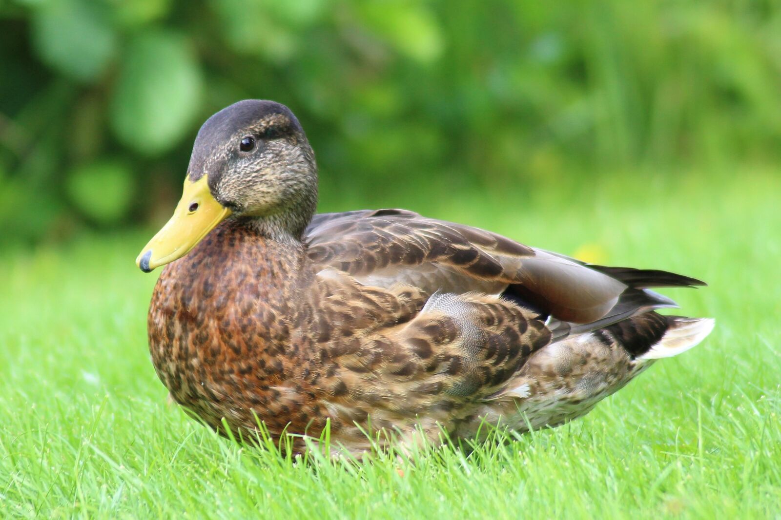 Canon EOS 600D (Rebel EOS T3i / EOS Kiss X5) sample photo. Mallard, duck, spring meadow photography