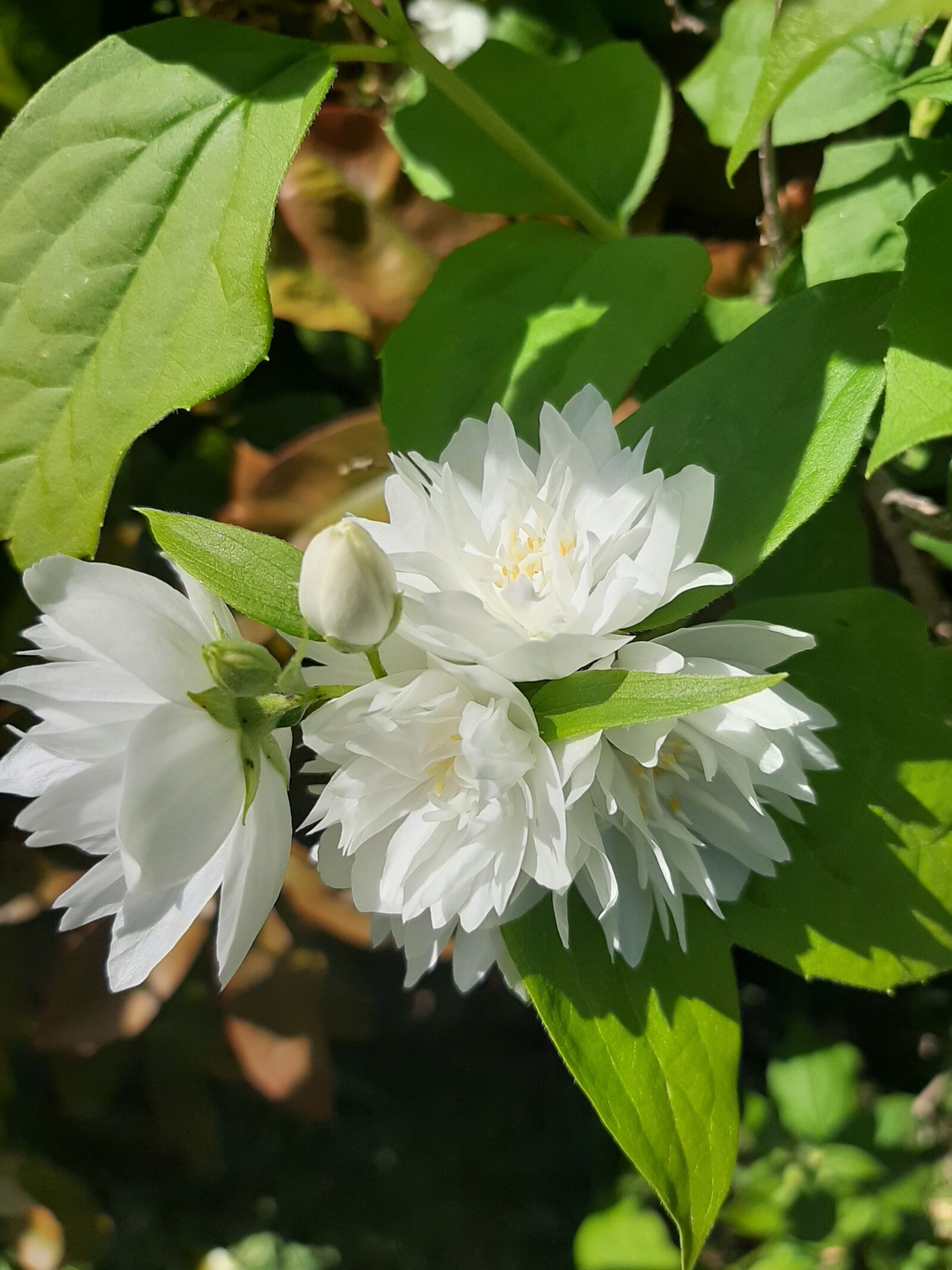 Samsung Galaxy A50 sample photo. Flowers, nature, plants photography