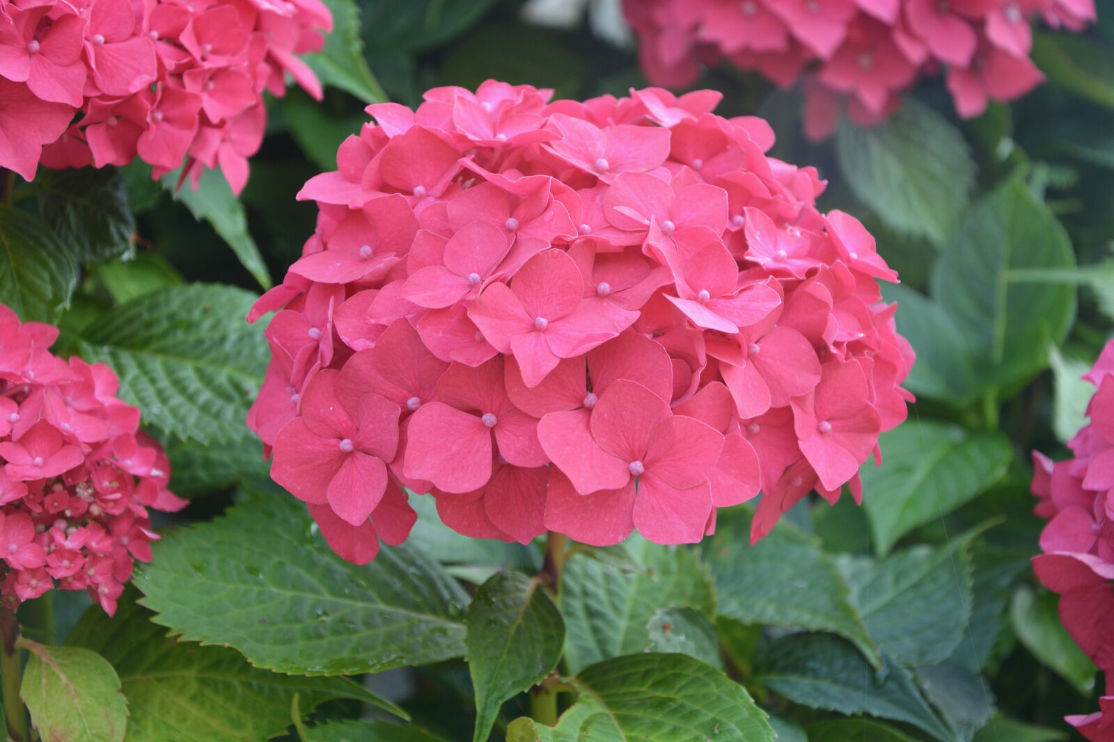 Nikon D5200 sample photo. Flowers, red, small petals photography