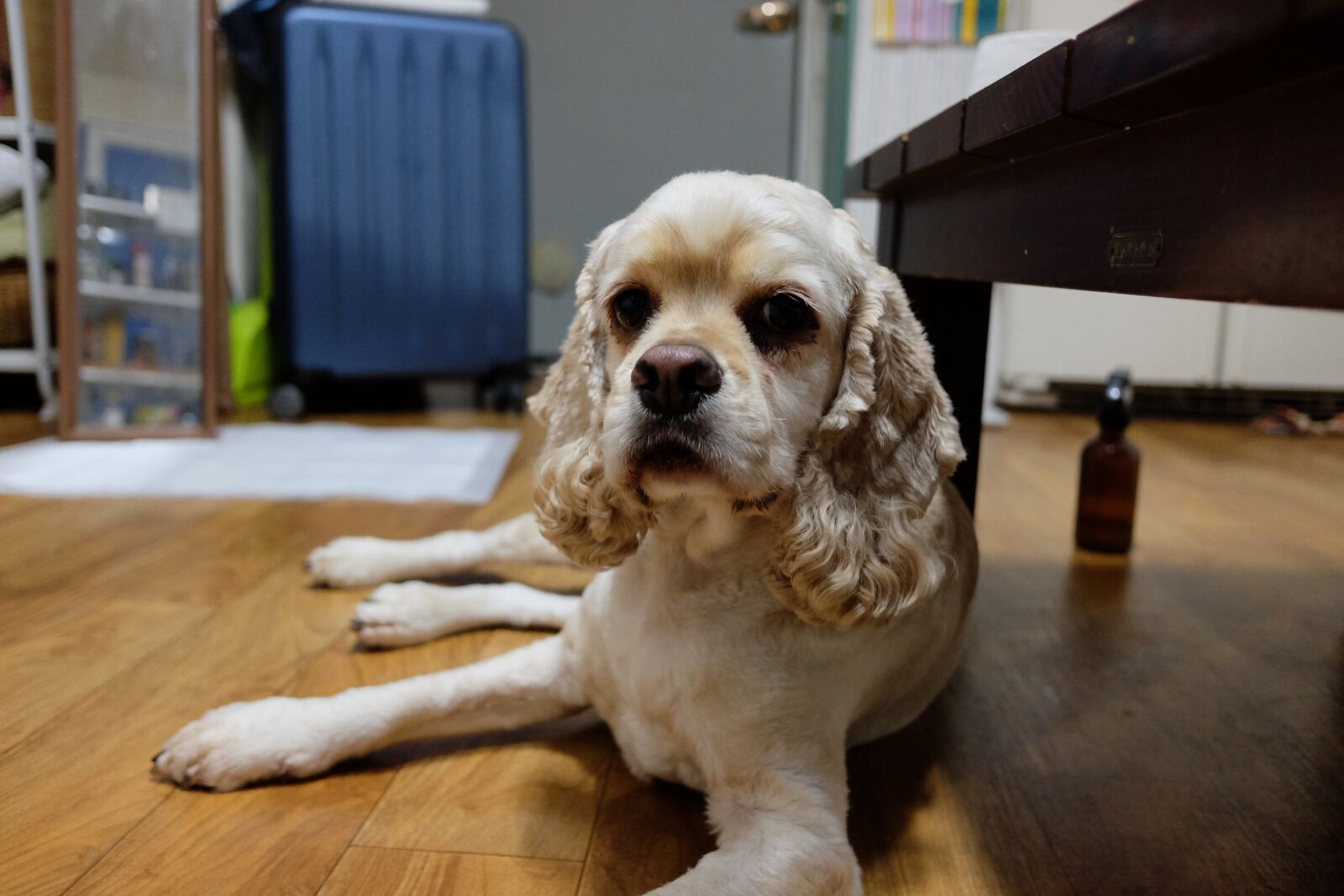 Fujifilm X70 sample photo. Puppy, pet dogs, coca photography