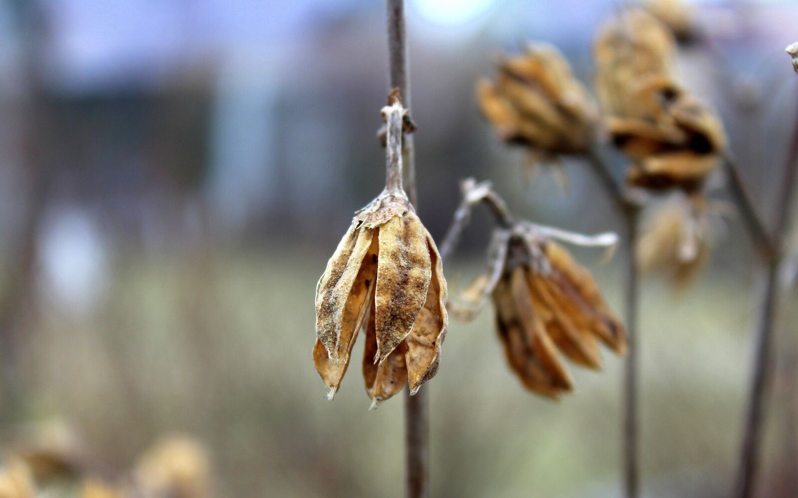 Canon EOS 1200D (EOS Rebel T5 / EOS Kiss X70 / EOS Hi) sample photo. Plant, dry, no one photography