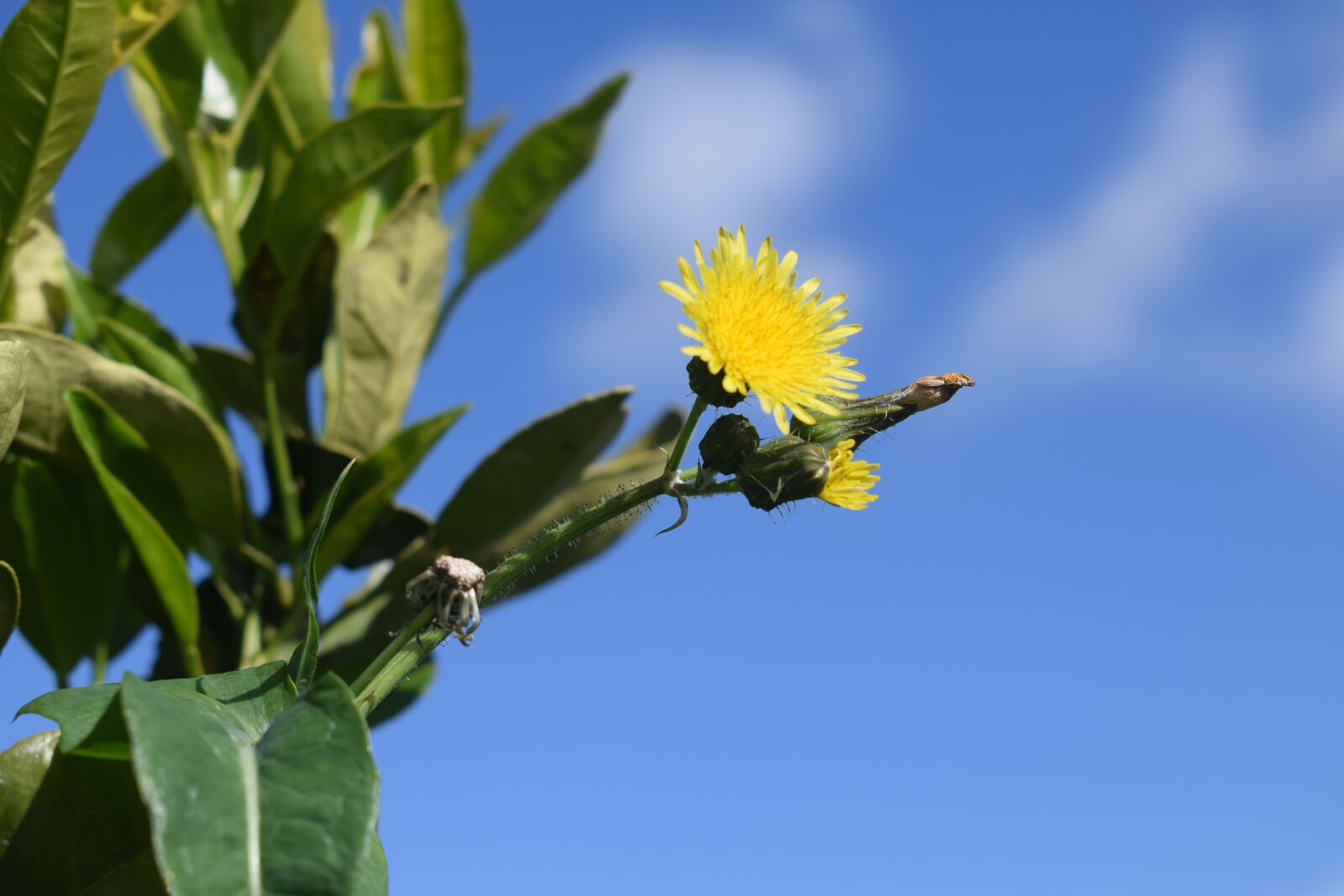 Nikon D3300 sample photo. Nature, plant, leaf photography