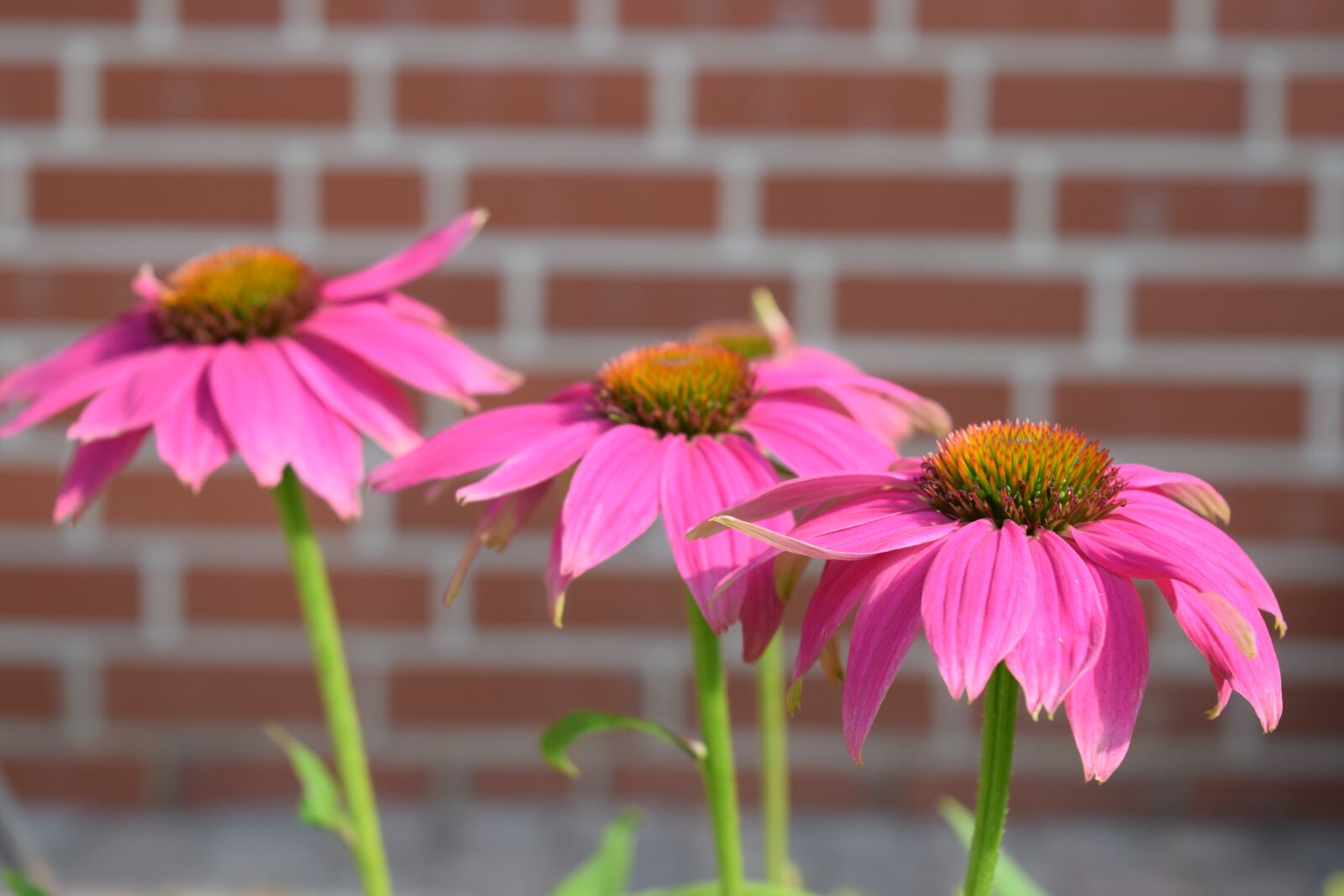 Nikon D5300 sample photo. Nature, flower, summer photography