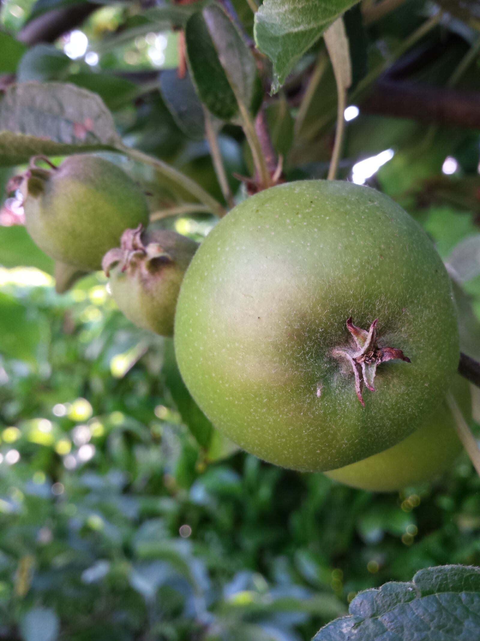 Samsung Galaxy S4 sample photo. Apple, green, nature photography