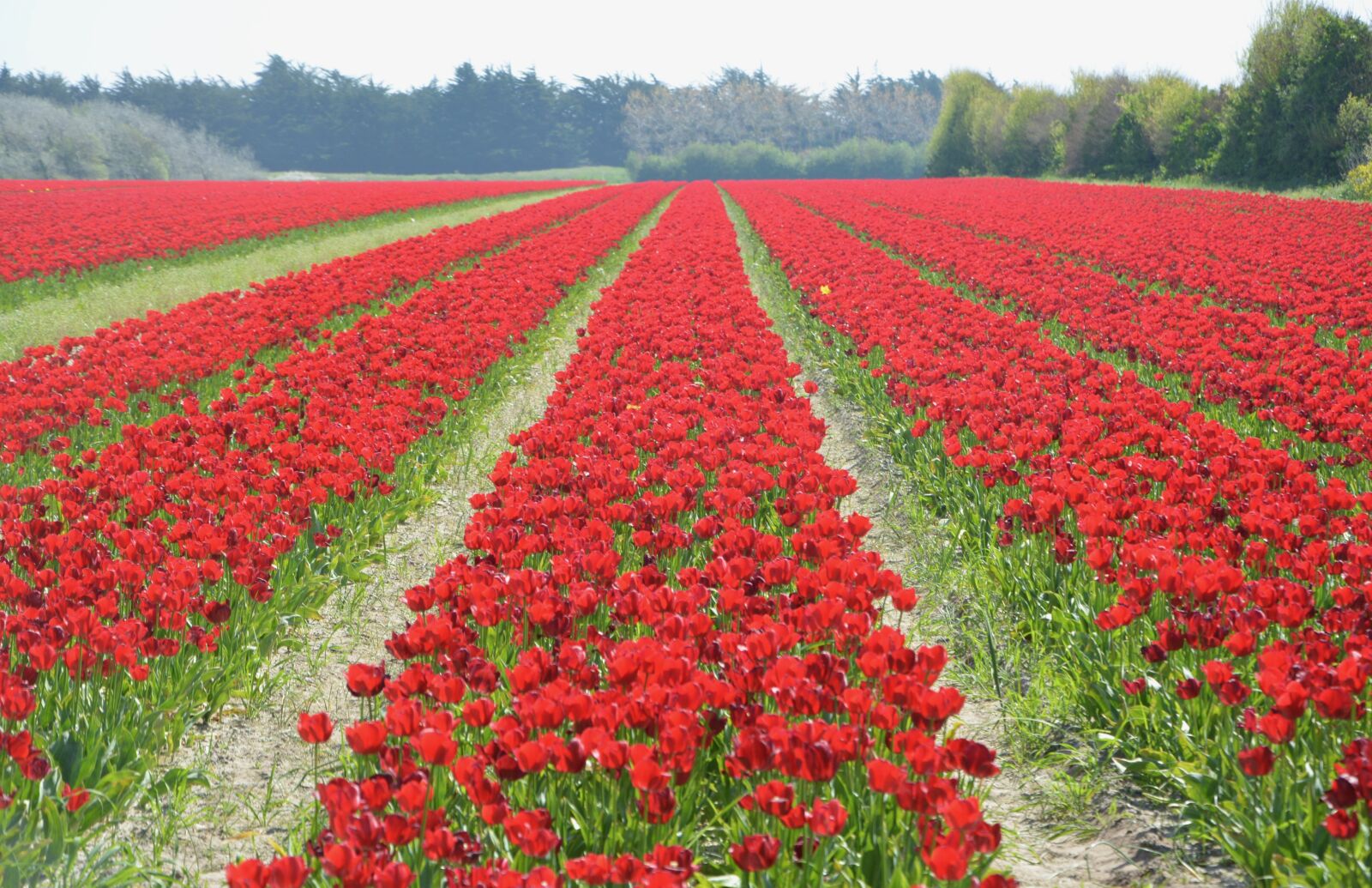 Nikon D5200 sample photo. Tulips, culture of tulips photography