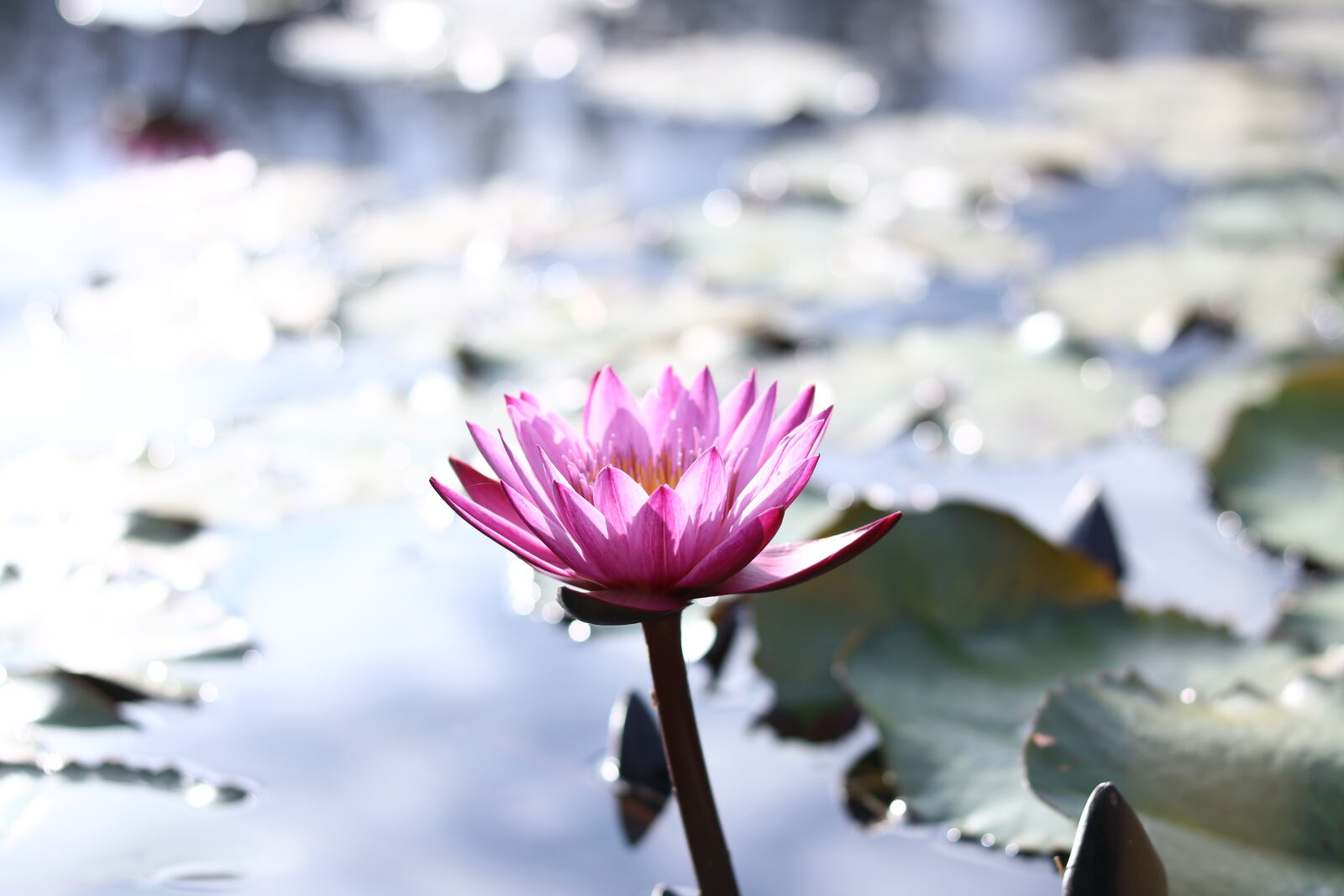 Canon EOS 750D (EOS Rebel T6i / EOS Kiss X8i) sample photo. Lotus photography