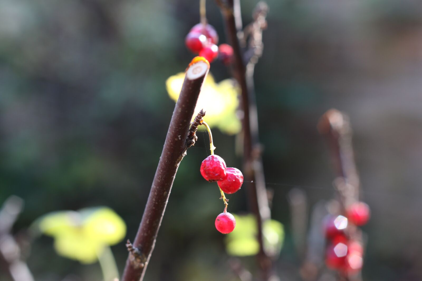 Canon EOS 50D sample photo. Fruit, garden, fruits photography