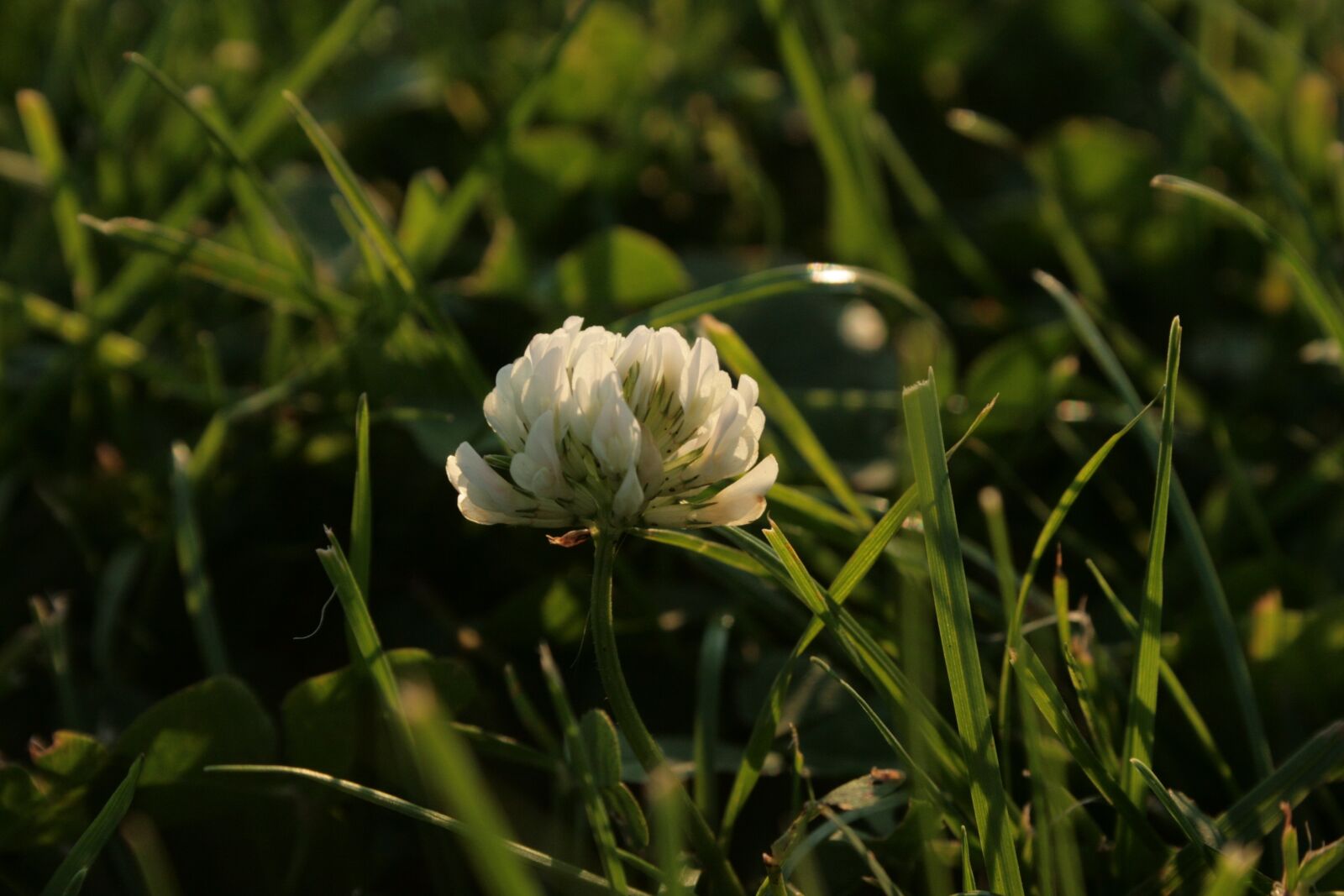 Canon EOS 400D (EOS Digital Rebel XTi / EOS Kiss Digital X) sample photo. White clover, trifolium repens photography
