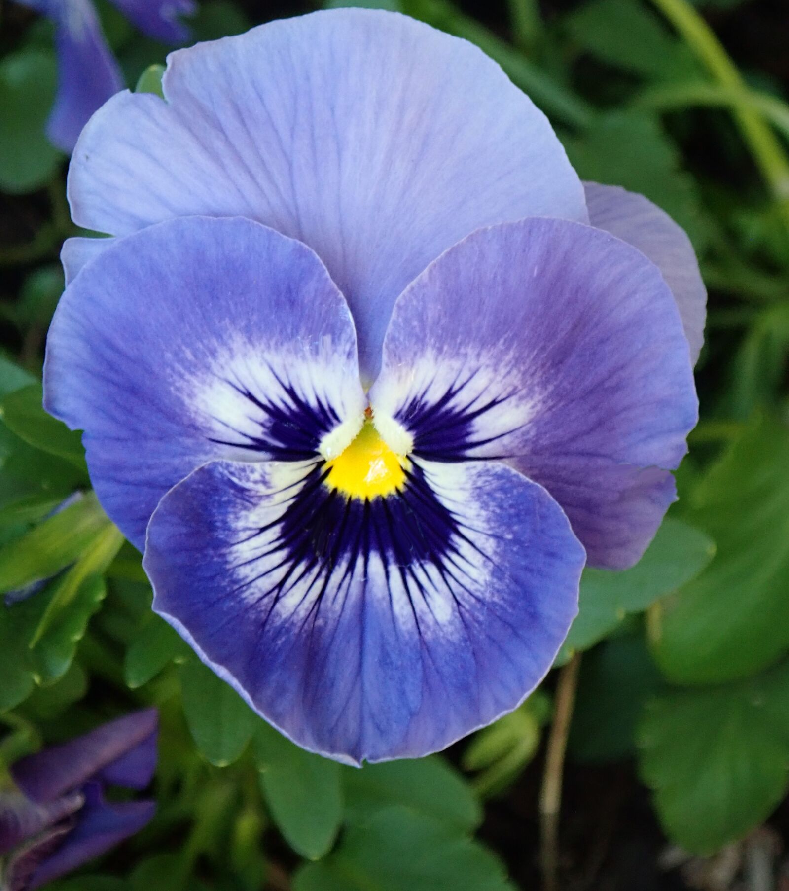 Olympus TG-5 sample photo. Flower, blue, pansy photography