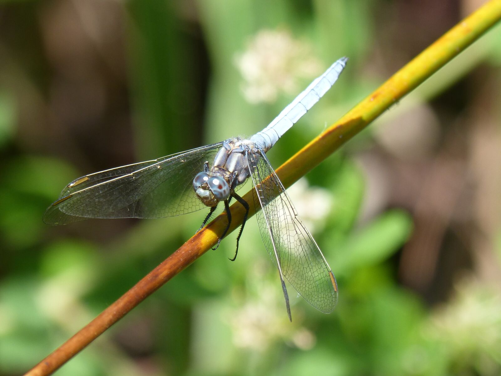 Panasonic DMC-FZ62 sample photo. Dragonfly, blue dragonfly, orthetrum photography