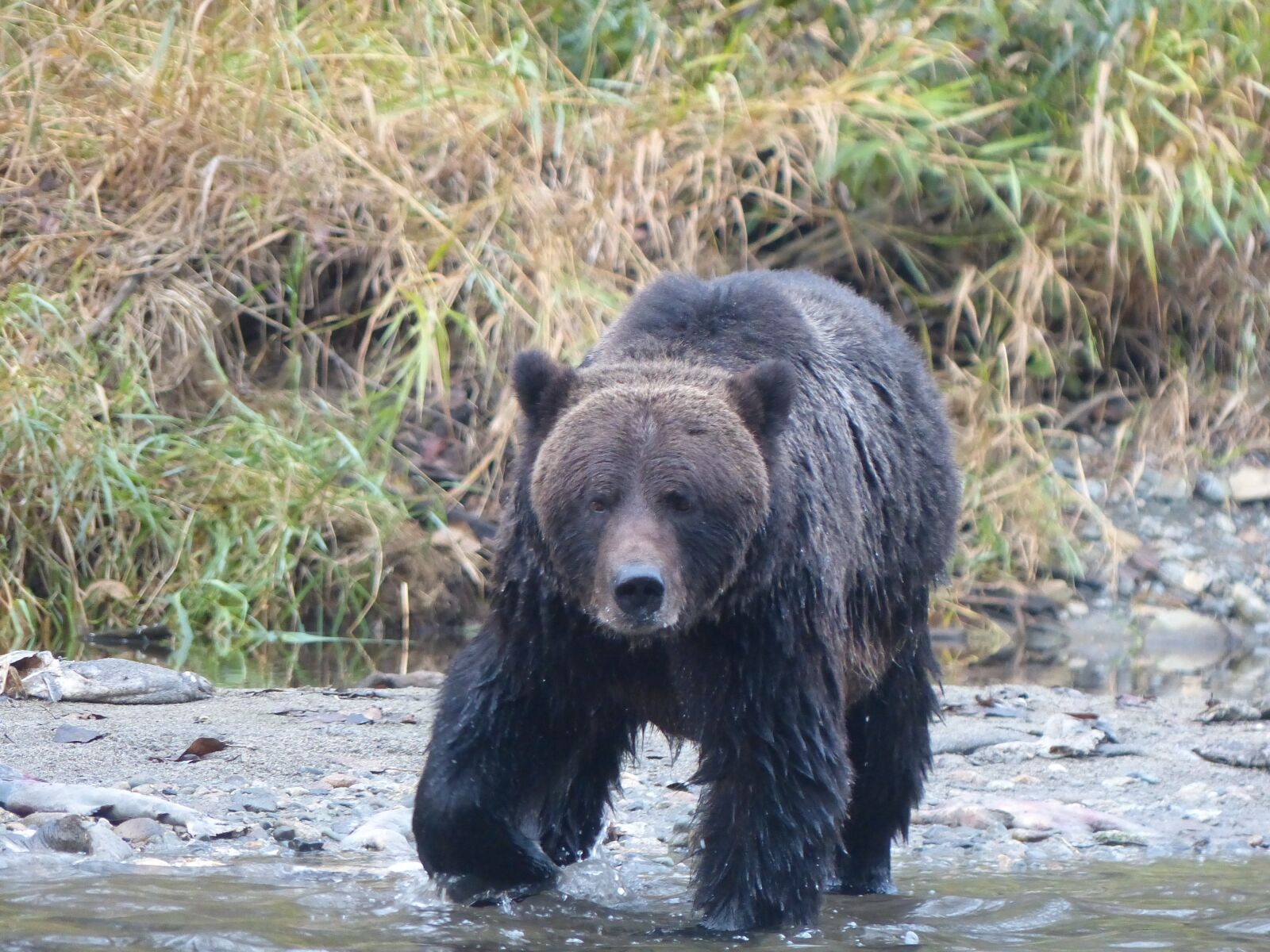 Panasonic Lumix DMC-FZ200 sample photo. Grizzly bear, brown bear photography