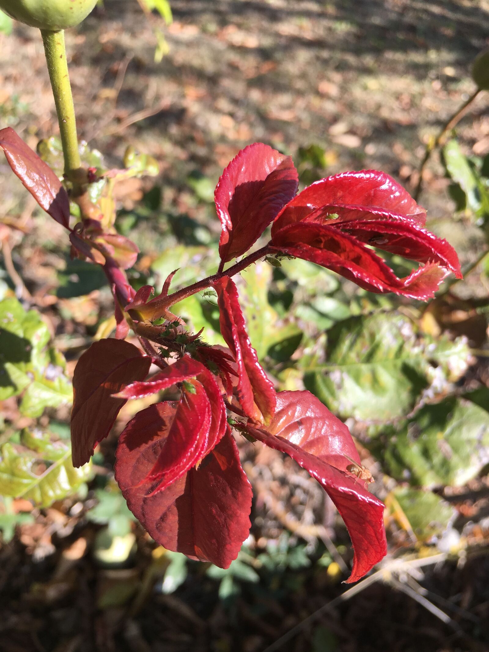 Apple iPhone 6s sample photo. Leaf, rosebush, nature photography