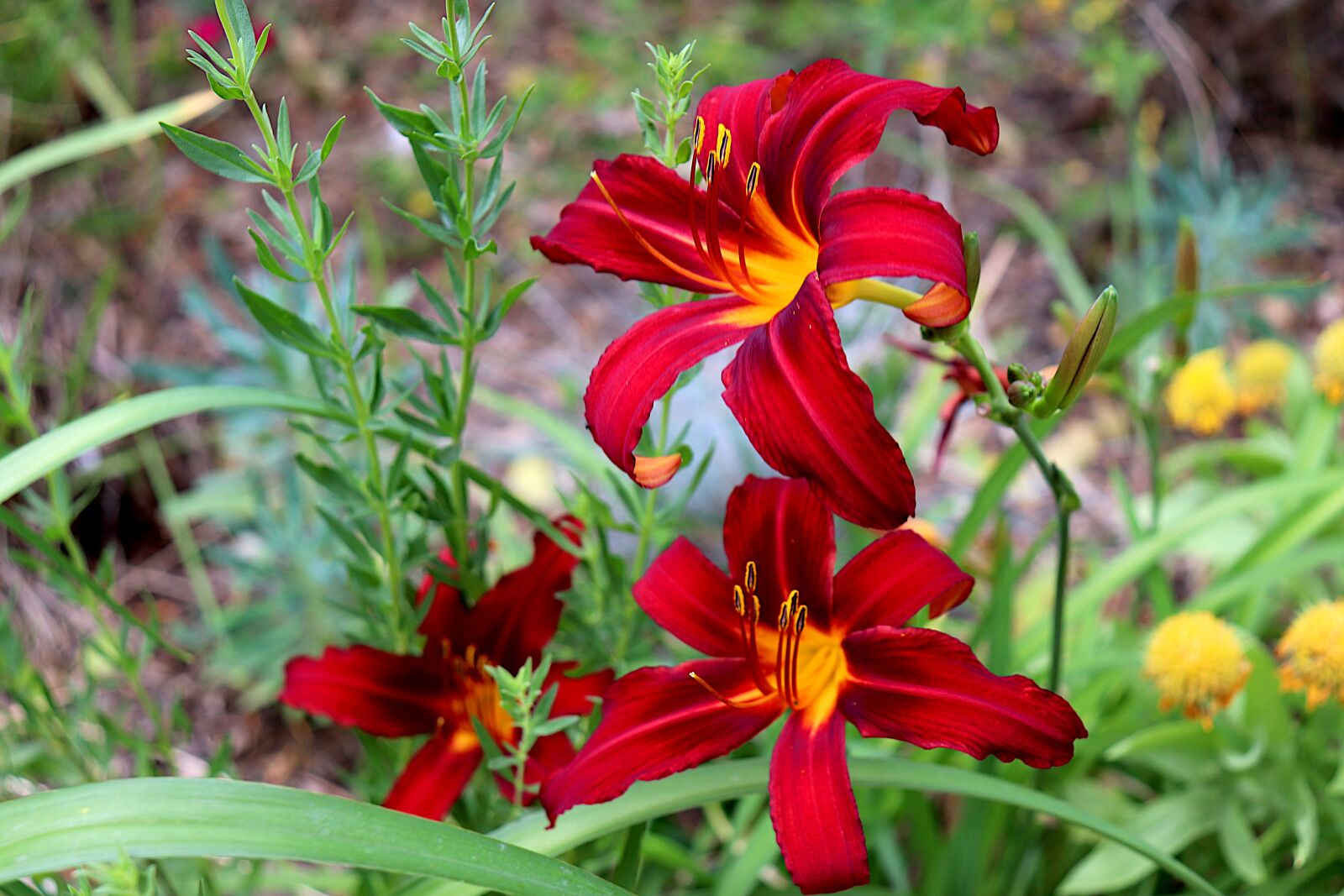 Canon EF-S 18-55mm F4-5.6 IS STM sample photo. Daylilies, flowers, color pink photography