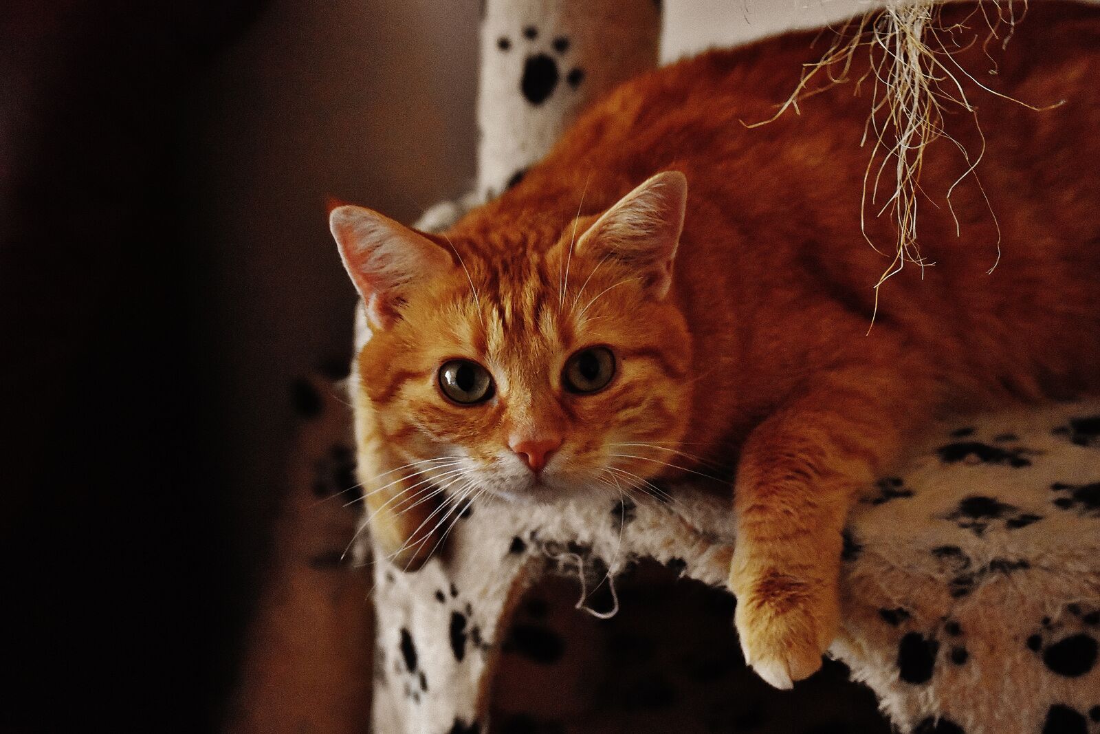 Nikon D7200 sample photo. Cat, red, cute photography