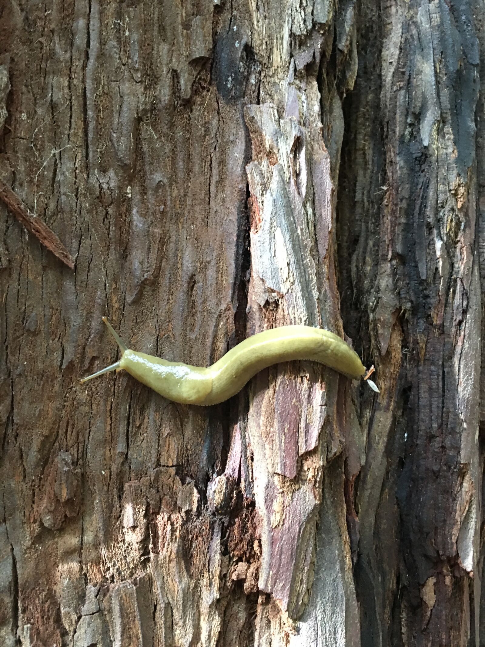 iPhone 6s Plus back camera 4.15mm f/2.2 sample photo. Muir woods, banana slug photography