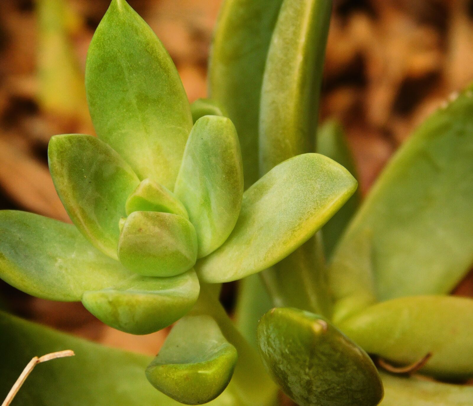 Nikon Coolpix L840 sample photo. Plant, green, nature photography