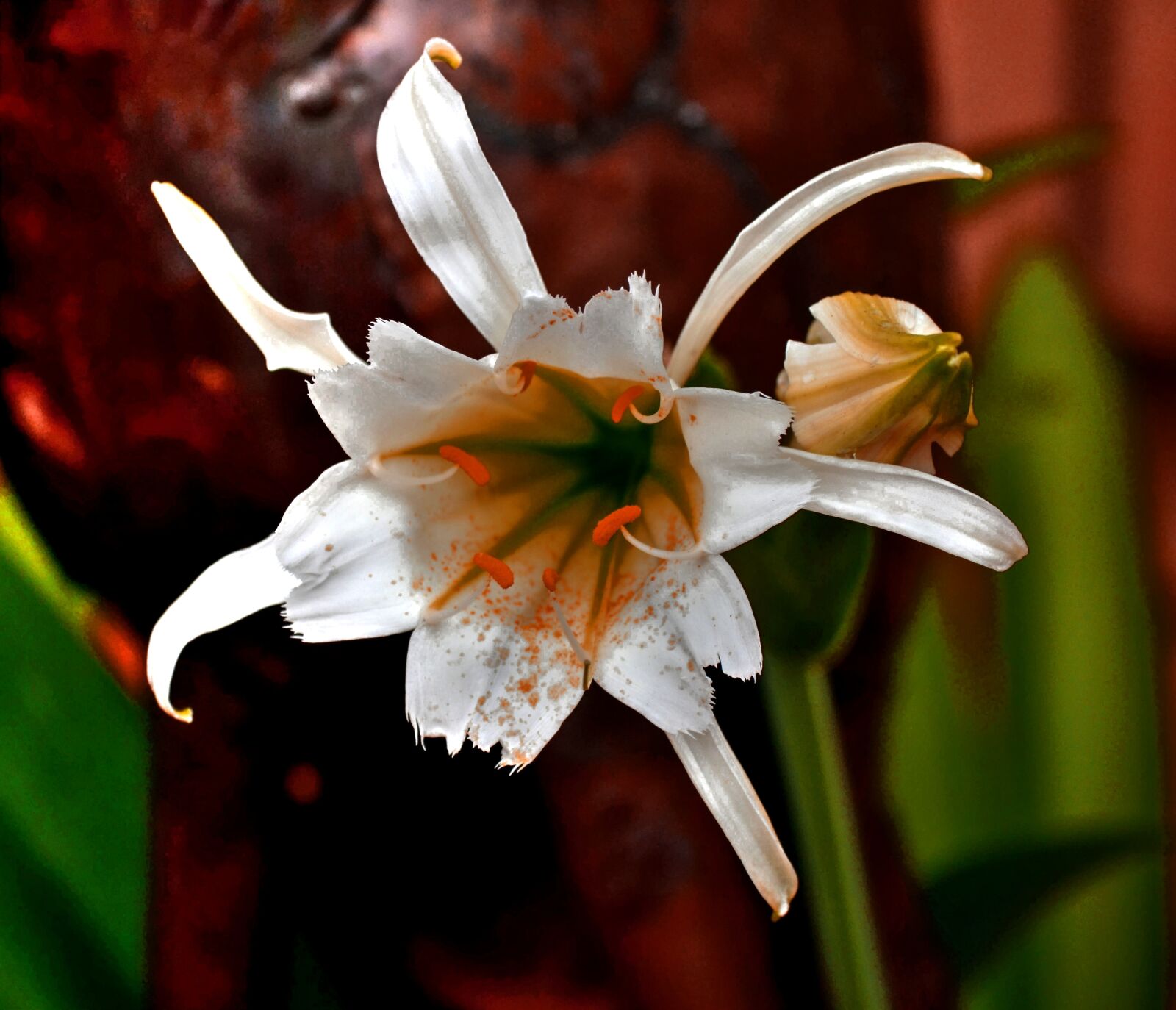 Nikon D3100 sample photo. Flower, pedals, white photography