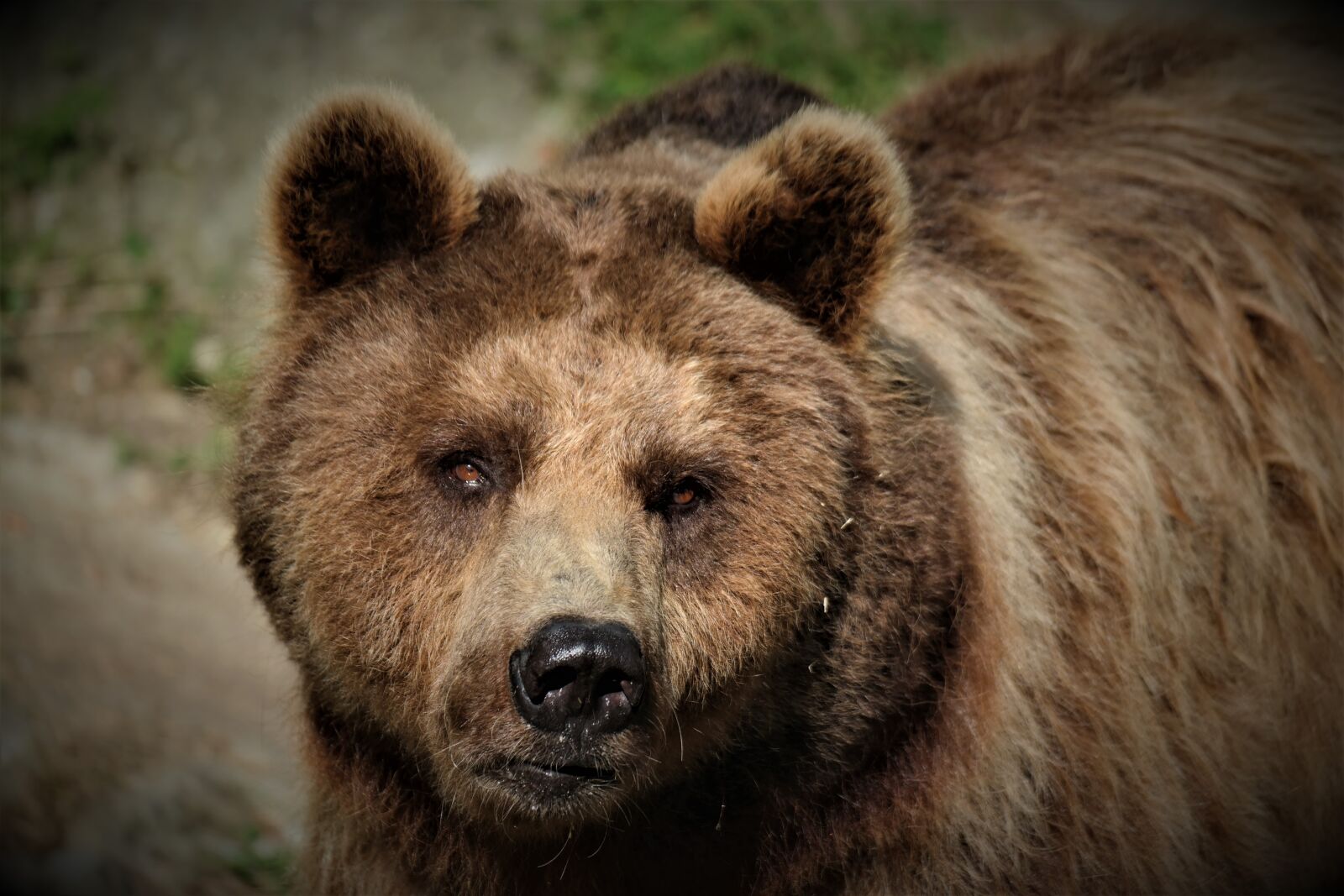 NX 50-200mm F4-5.6 sample photo. Brown bear, mammal, predator photography