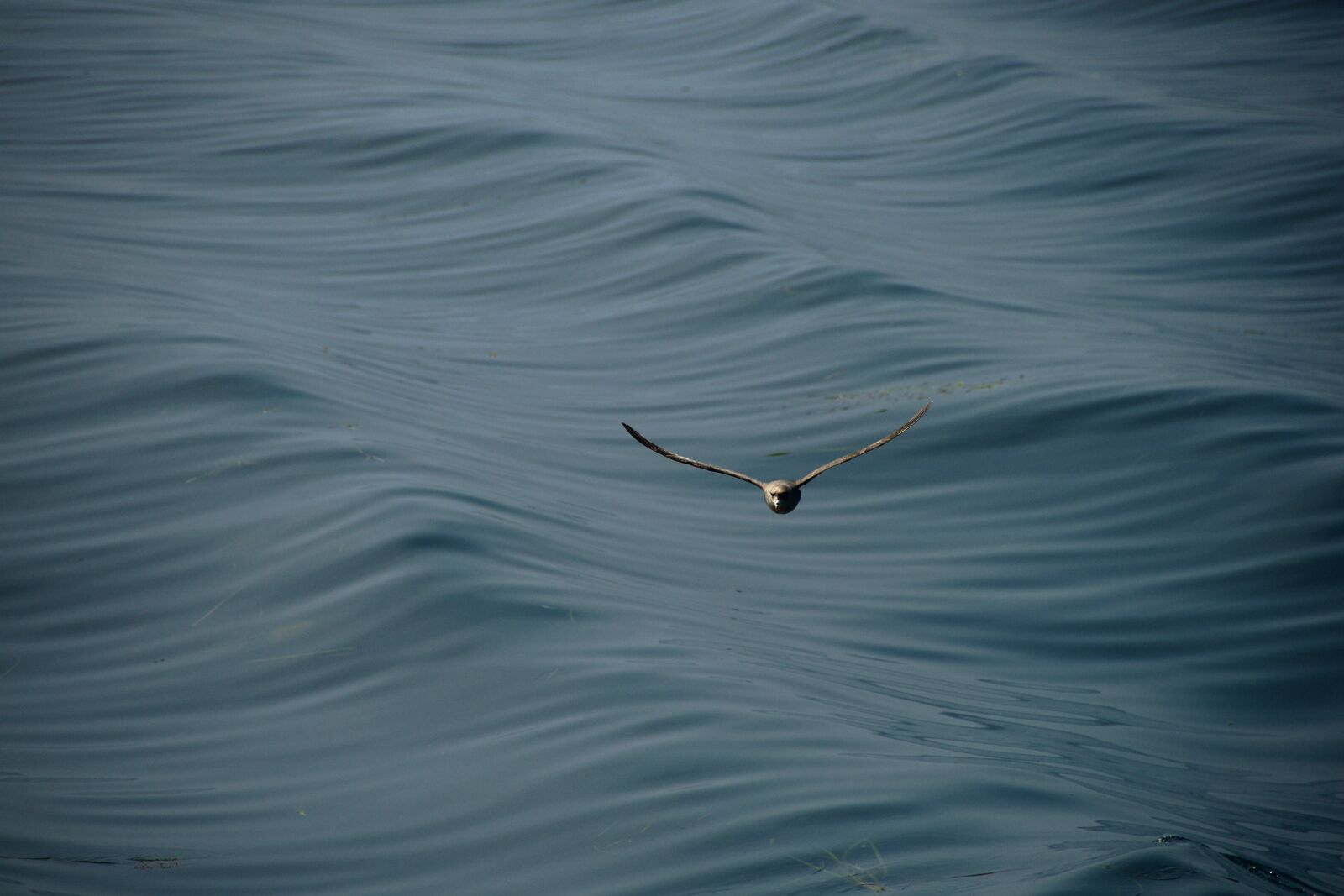 Nikon D800 sample photo. Seagull, sea, wave photography