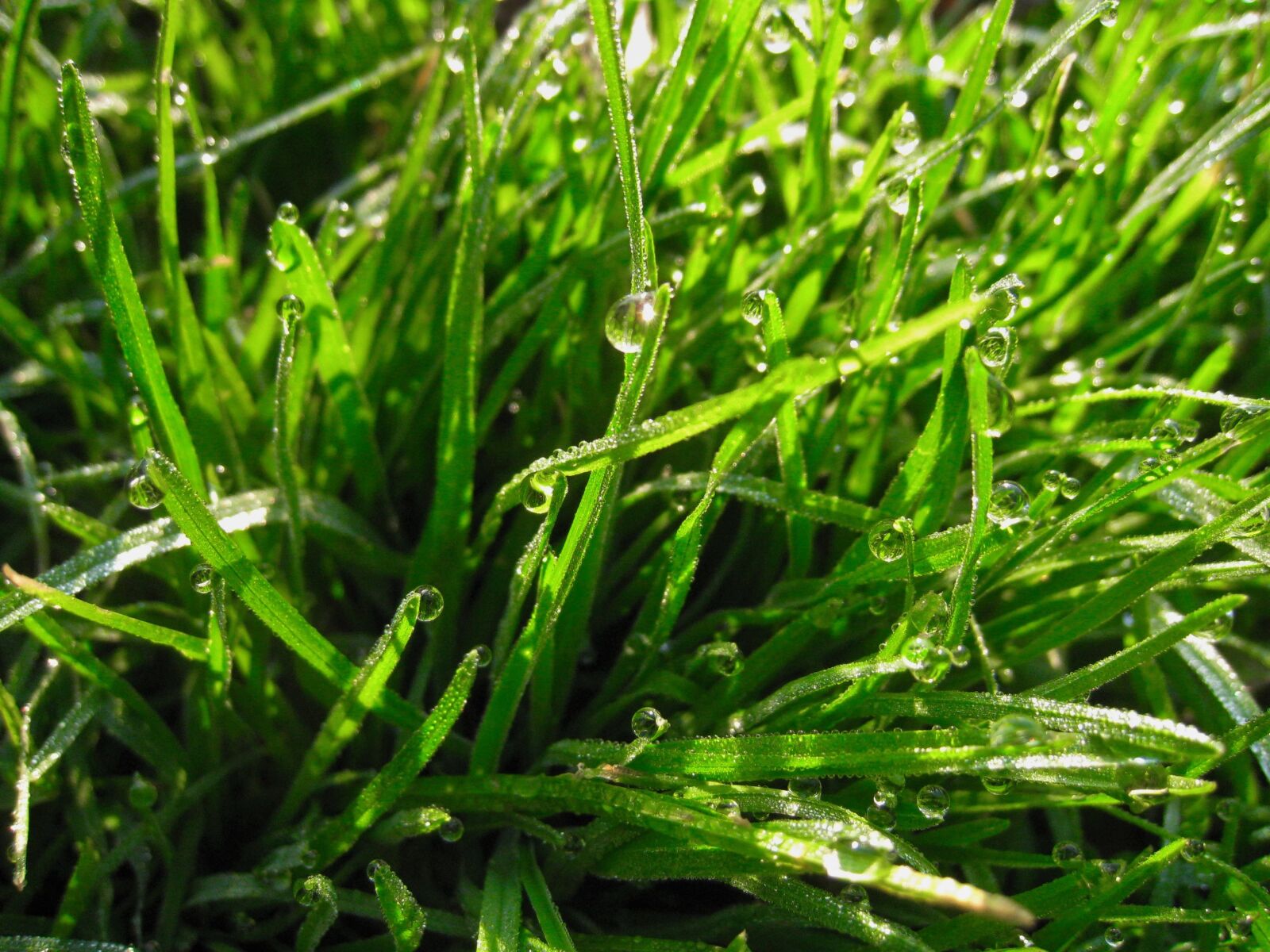 Canon IXY DIGITAL 910 IS sample photo. Weed, green, drop of photography
